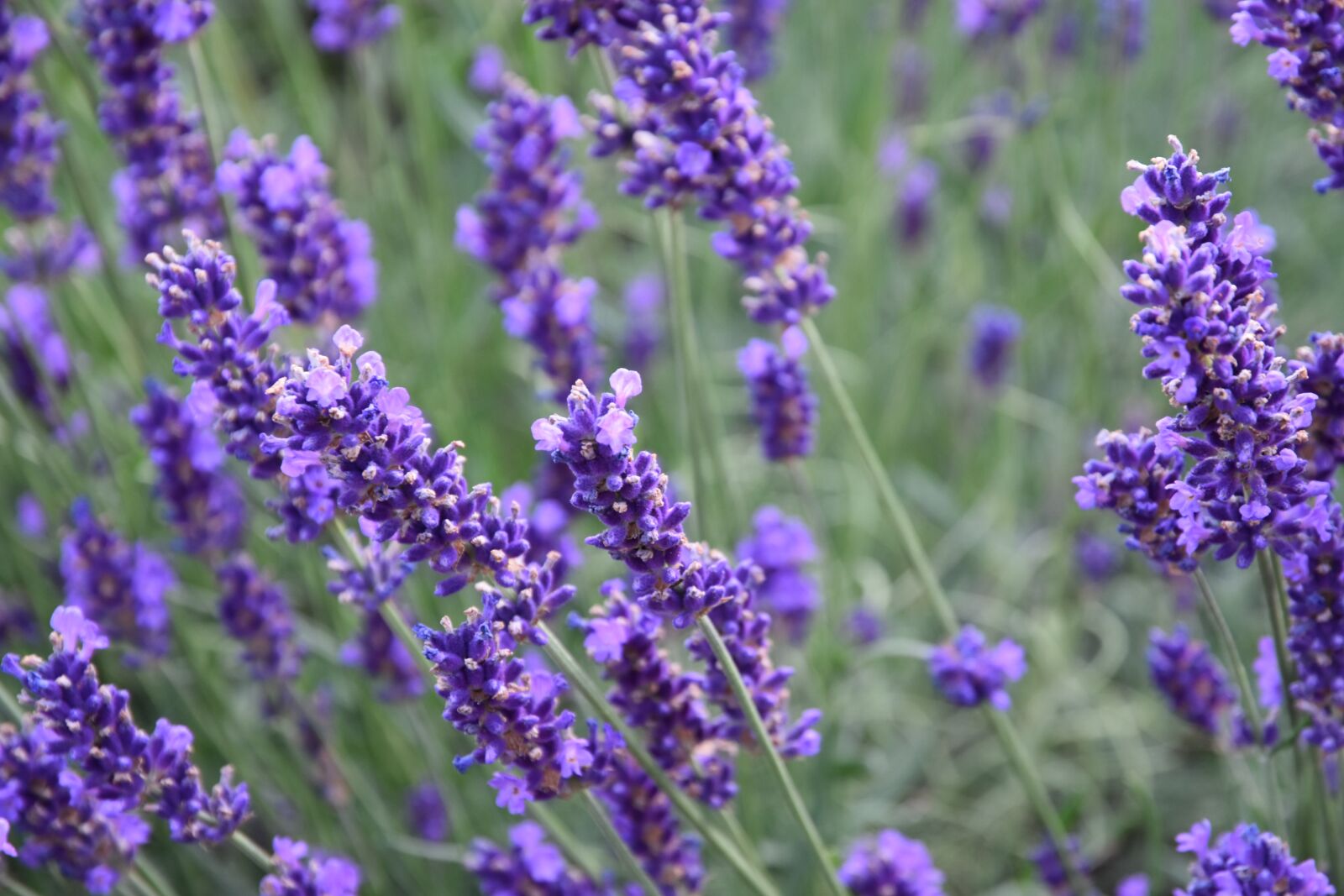 Nikon D5500 sample photo. Flower, lavender, perfume photography