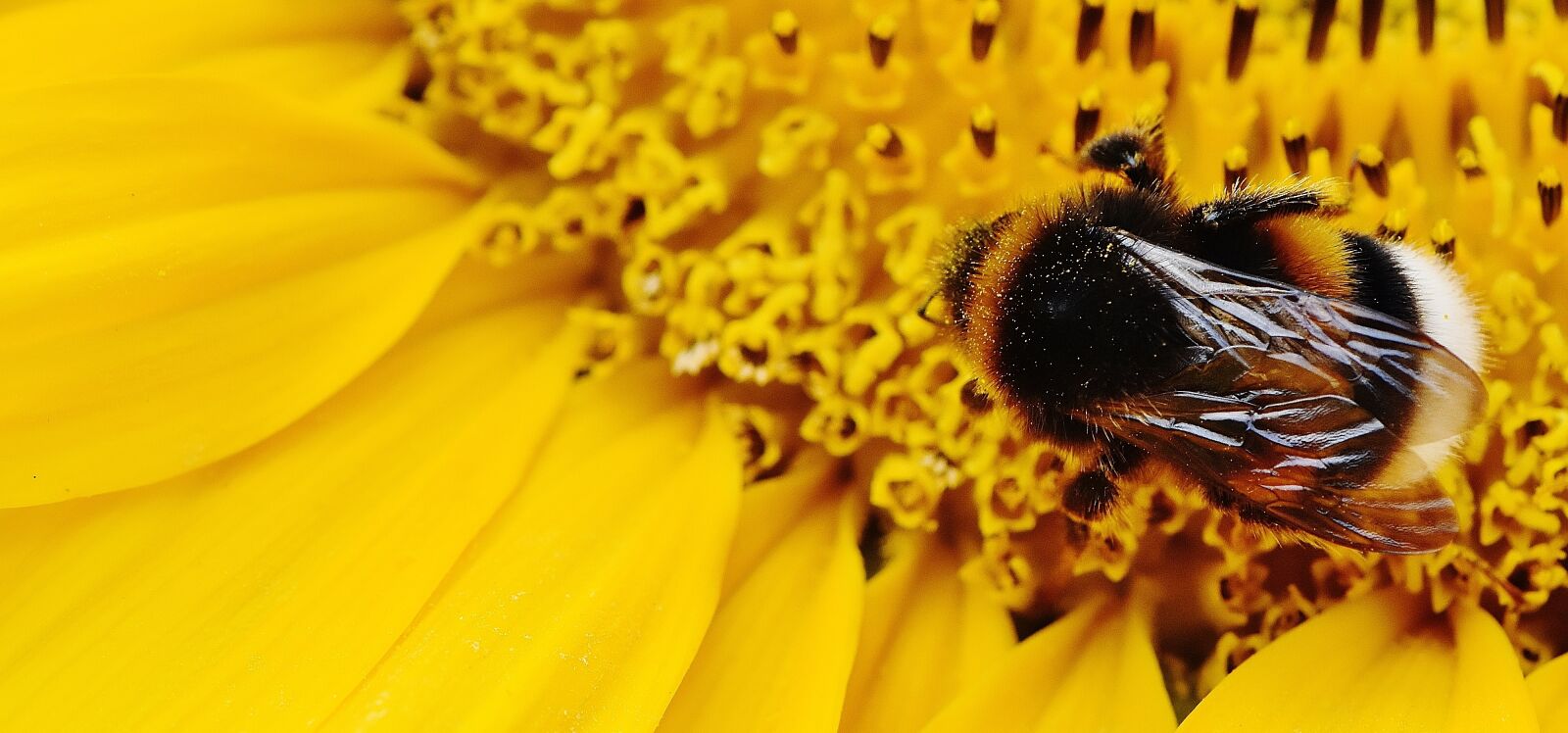 Nikon D7200 sample photo. Sunflower, hummel, summer photography