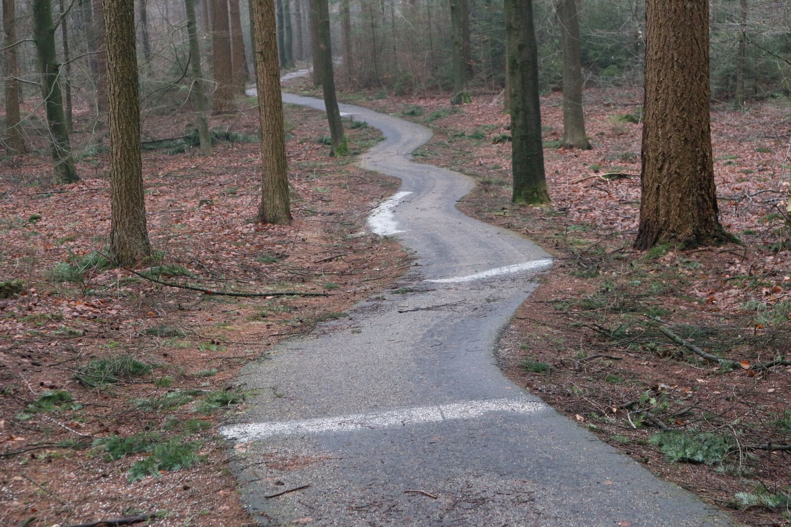 Canon EOS M10 sample photo. Wood, road, nature photography