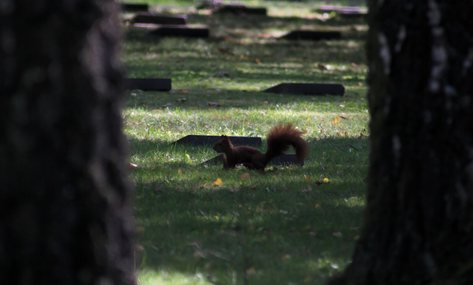 Canon EOS 550D (EOS Rebel T2i / EOS Kiss X4) sample photo. Squirrel, eurasian squirrel, rodent photography