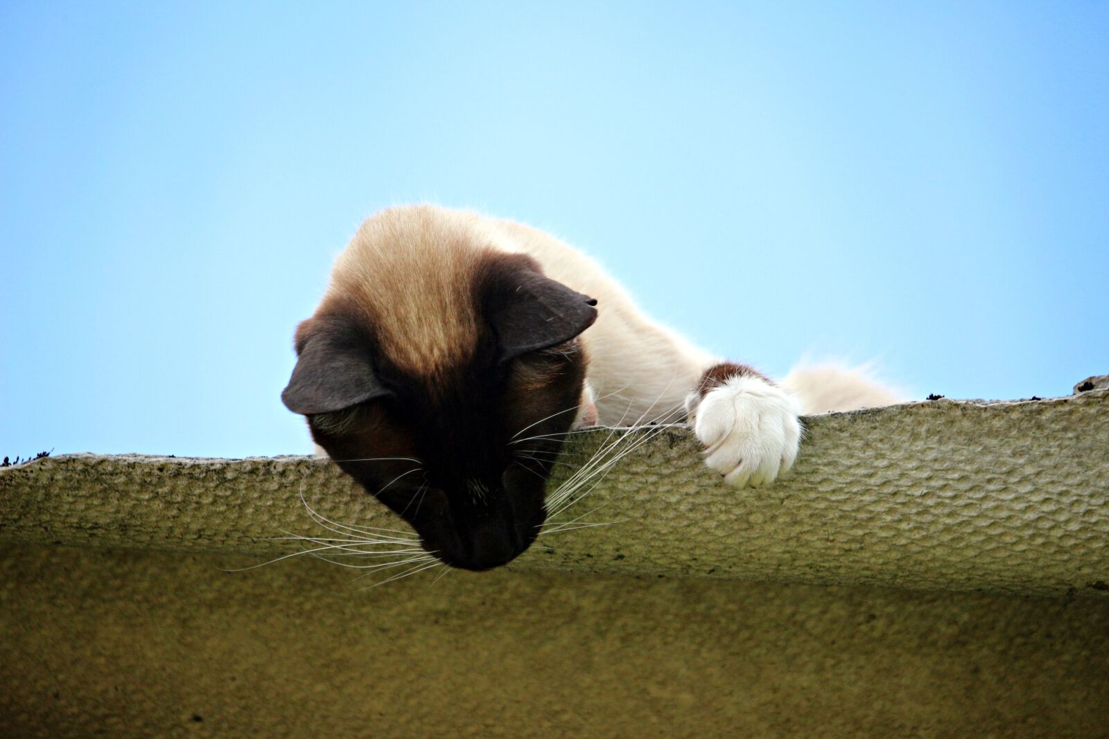 Canon EOS 100D (EOS Rebel SL1 / EOS Kiss X7) sample photo. Cat, mieze, siam photography