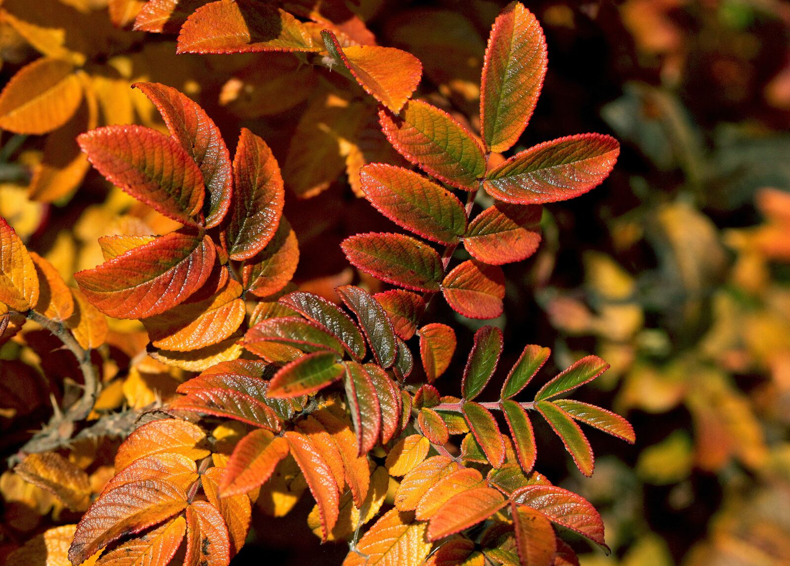 Canon EOS 5D Mark II sample photo. Foliage, leaves, zesch e photography