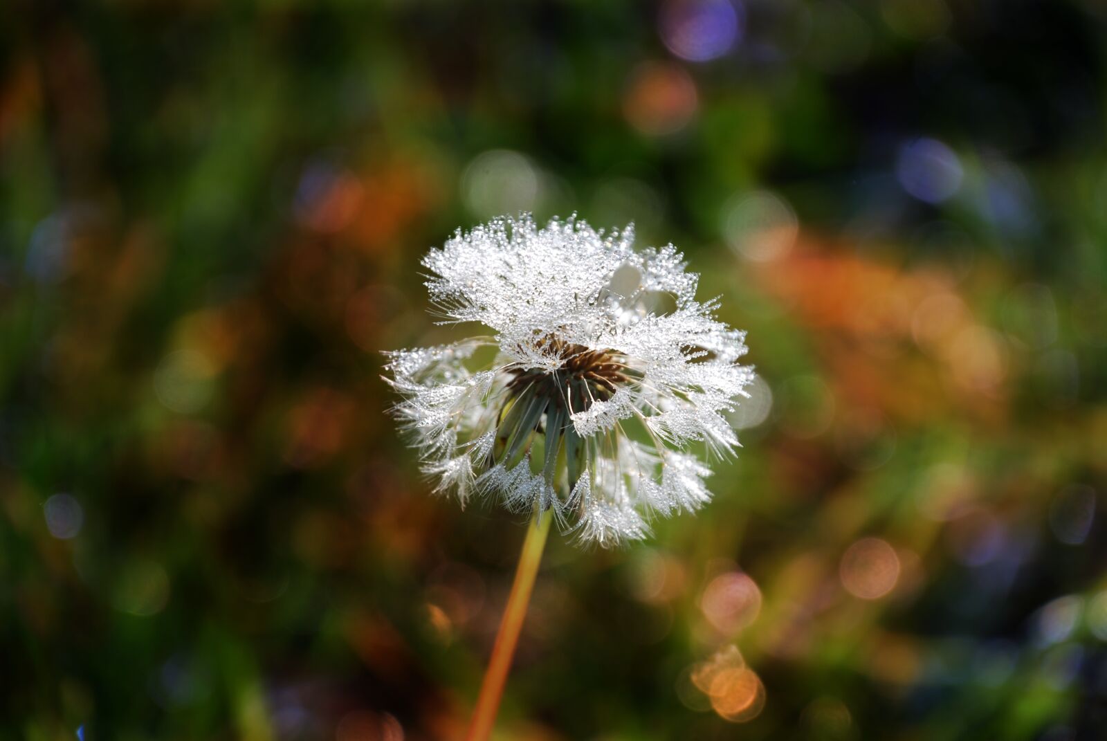 Nikon D80 sample photo. Dandelion, nature, flower photography