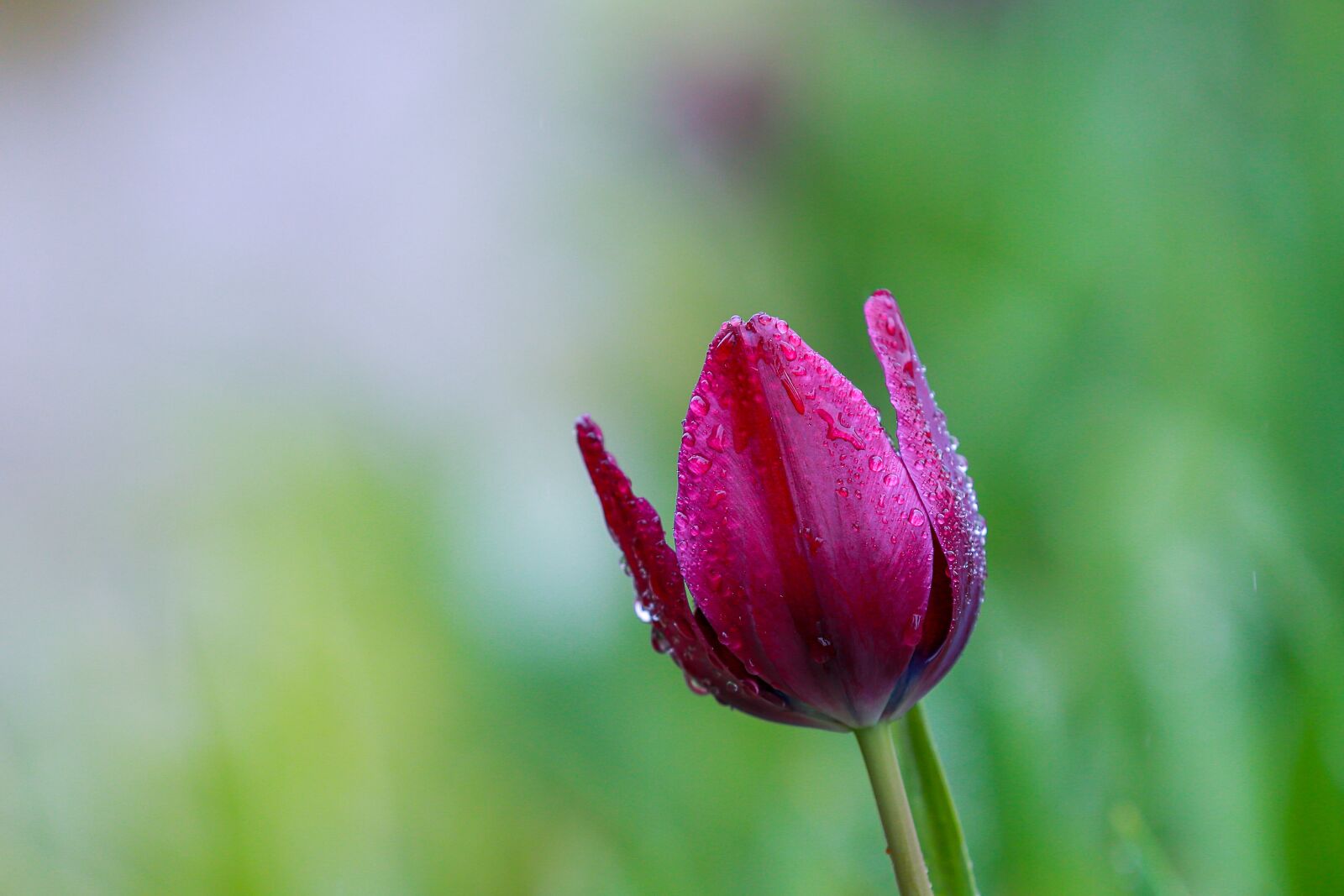 Canon EOS-1D X + Canon EF 70-200mm F2.8L IS II USM sample photo. Flower, tulip, the garden photography