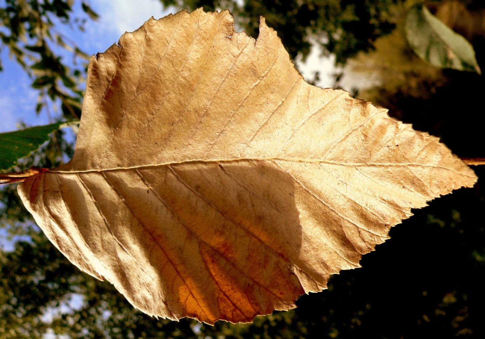 Panasonic DMC-FZ20 sample photo. Leaf, dry, autumn photography