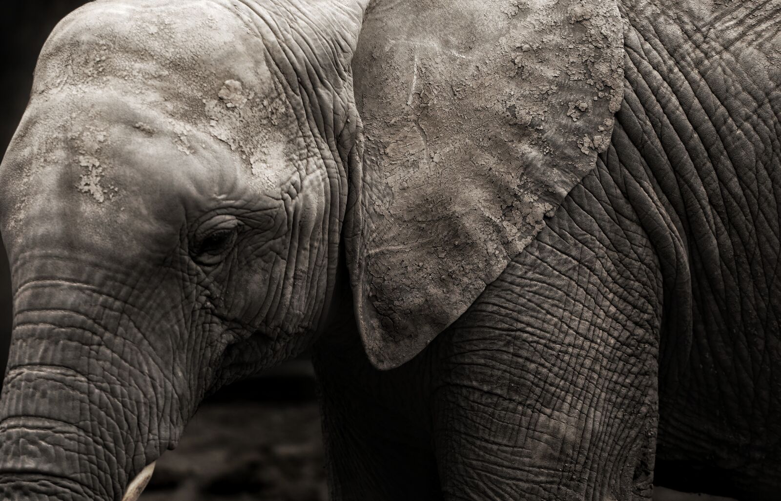 Canon EOS 5D Mark IV + Canon EF 70-200mm F4L USM sample photo. Elephants, animal, africa photography