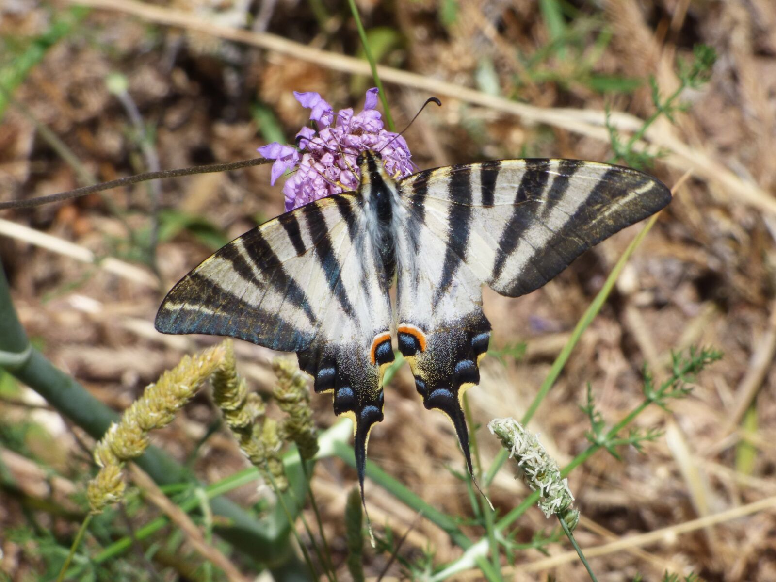 Panasonic Lumix DMC-FZ70 sample photo. Butterfly, flower, libar photography