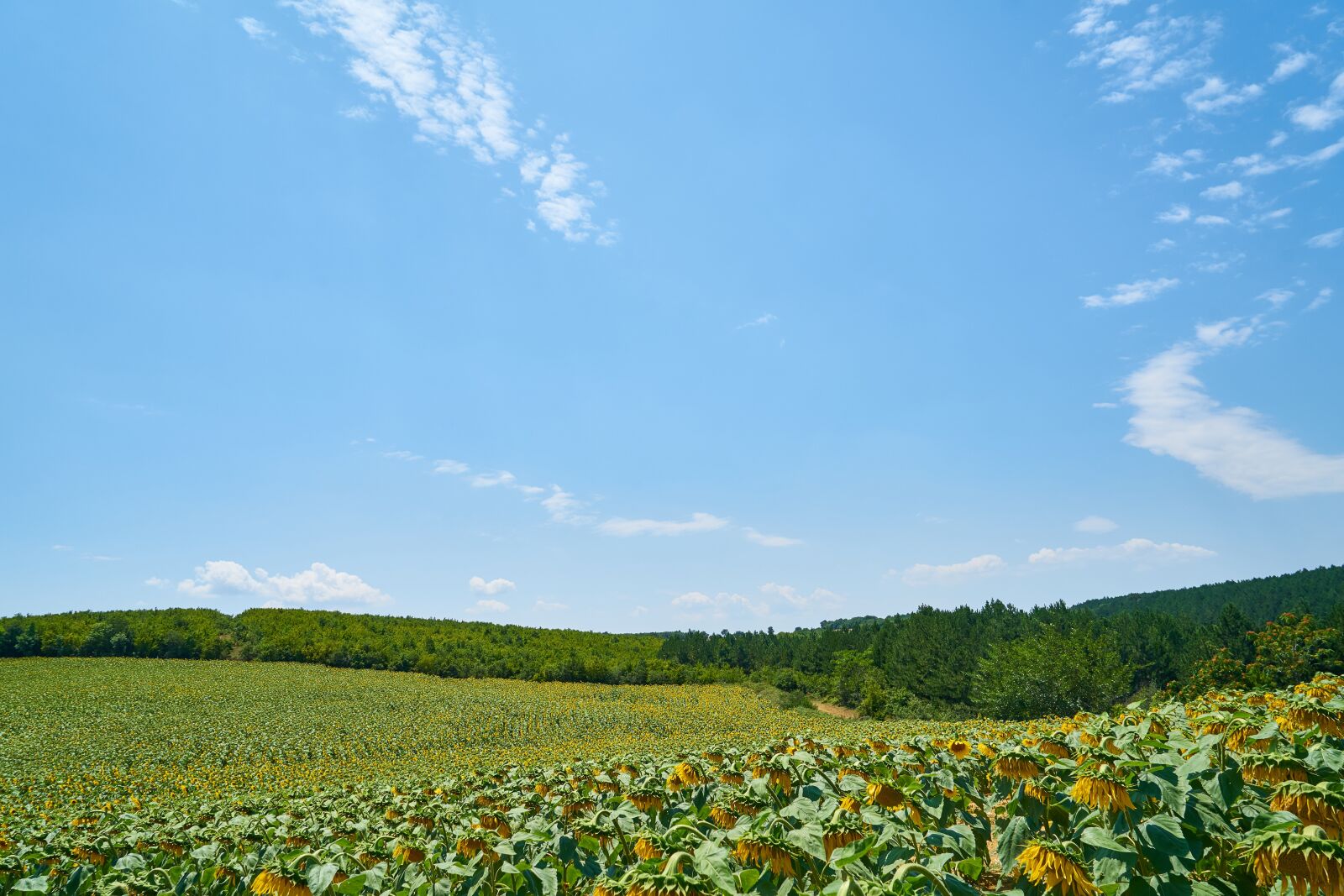 Sony a7R II sample photo. Landscape, green, nature photography