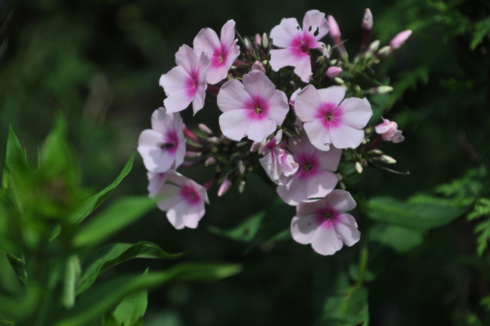 Nikon D5000 sample photo. Flower, red, pink photography