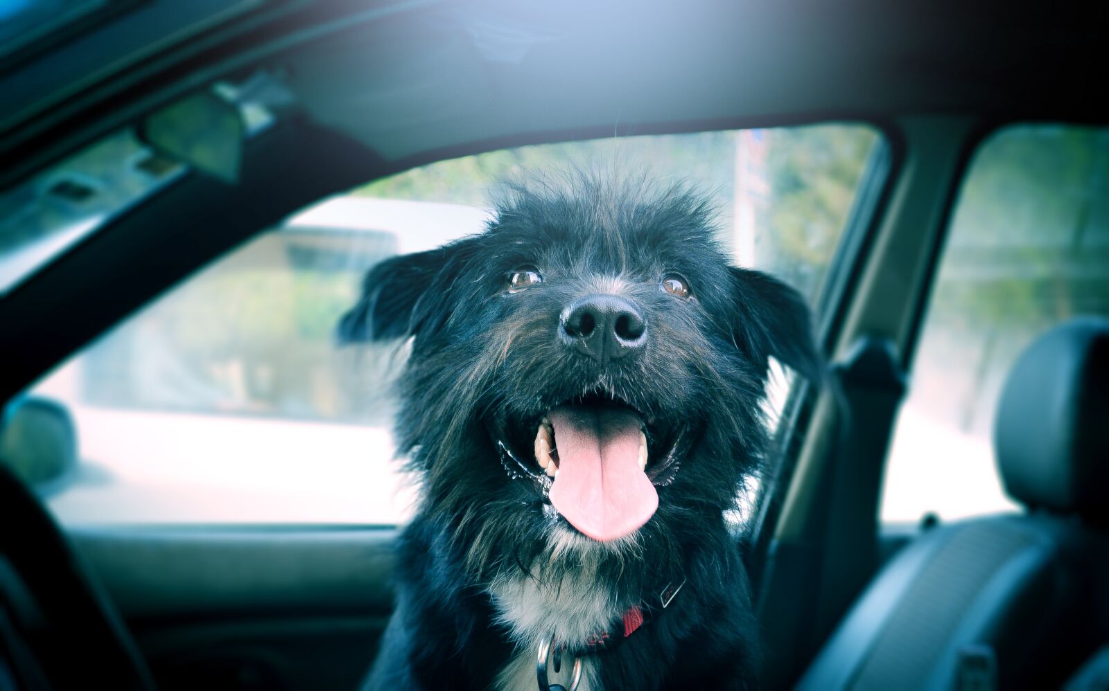 Nikon D5200 sample photo. Hope, cute, pet photography