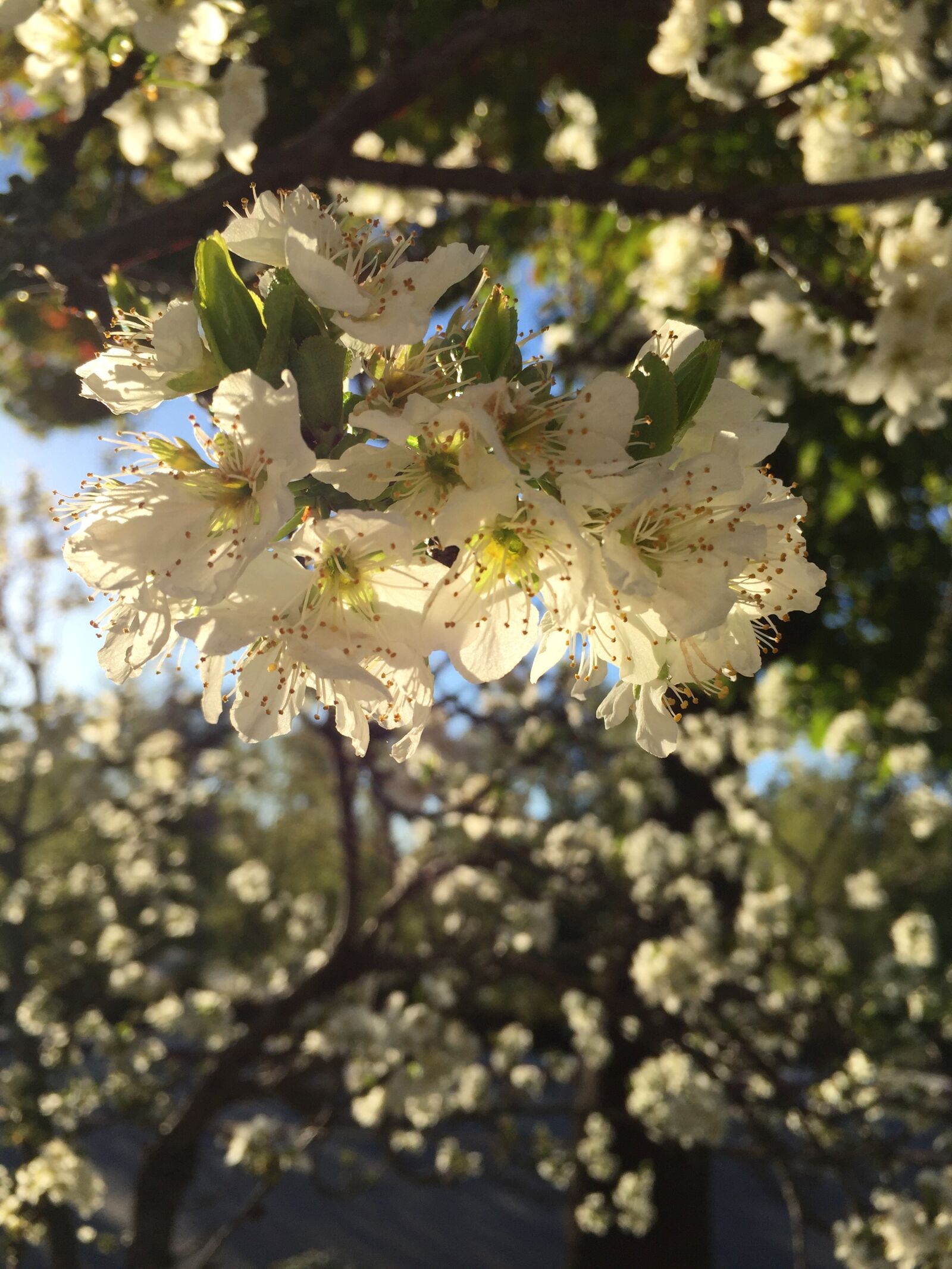 Apple iPhone 6 sample photo. Blossoms, sunlit, garden photography