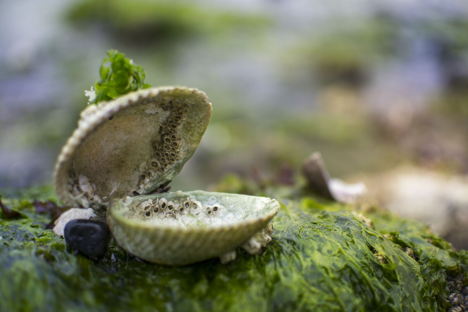 Nikon D3100 sample photo. Clam, shell, sea photography