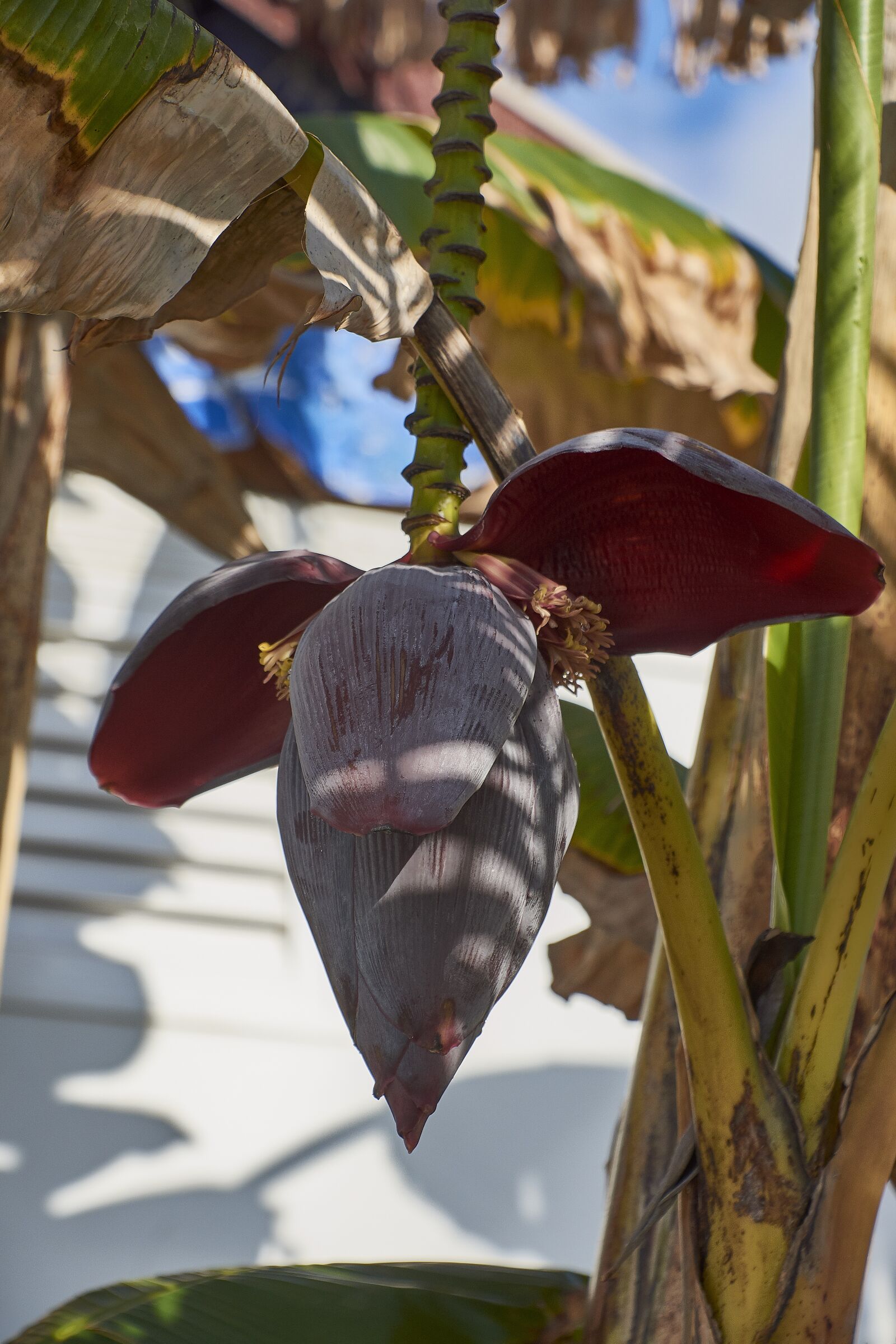 Nikon D7200 sample photo. Banana, flower, branch photography