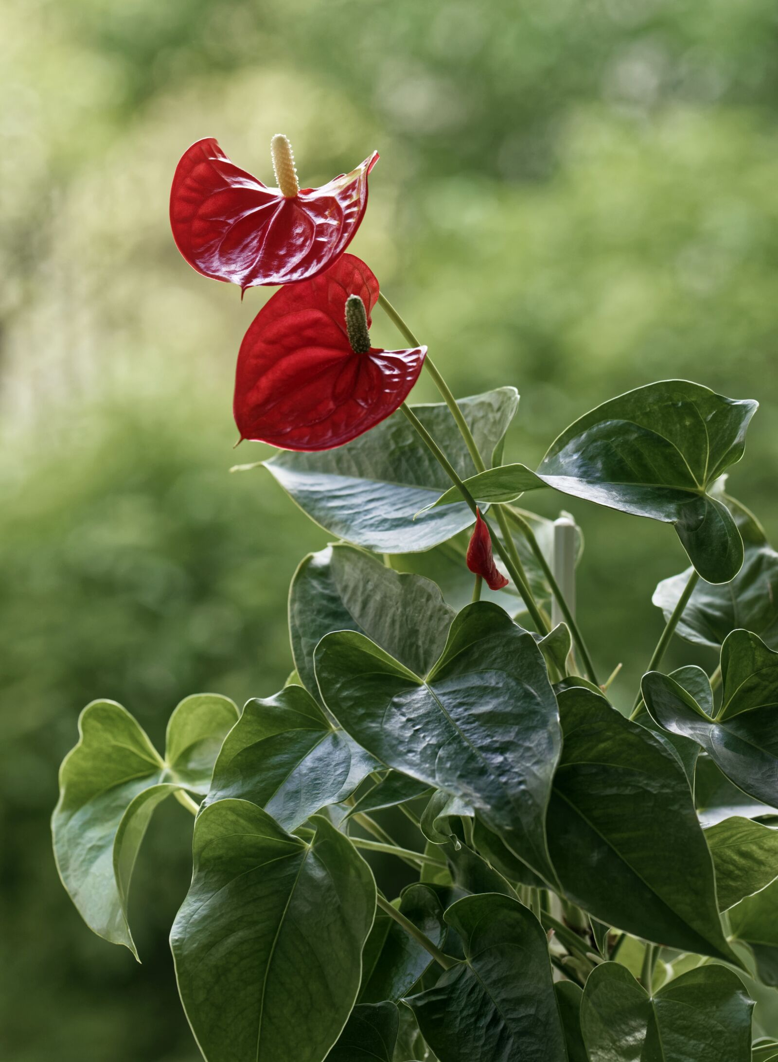 Nikon D5300 sample photo. Flowers, decorative, floral photography