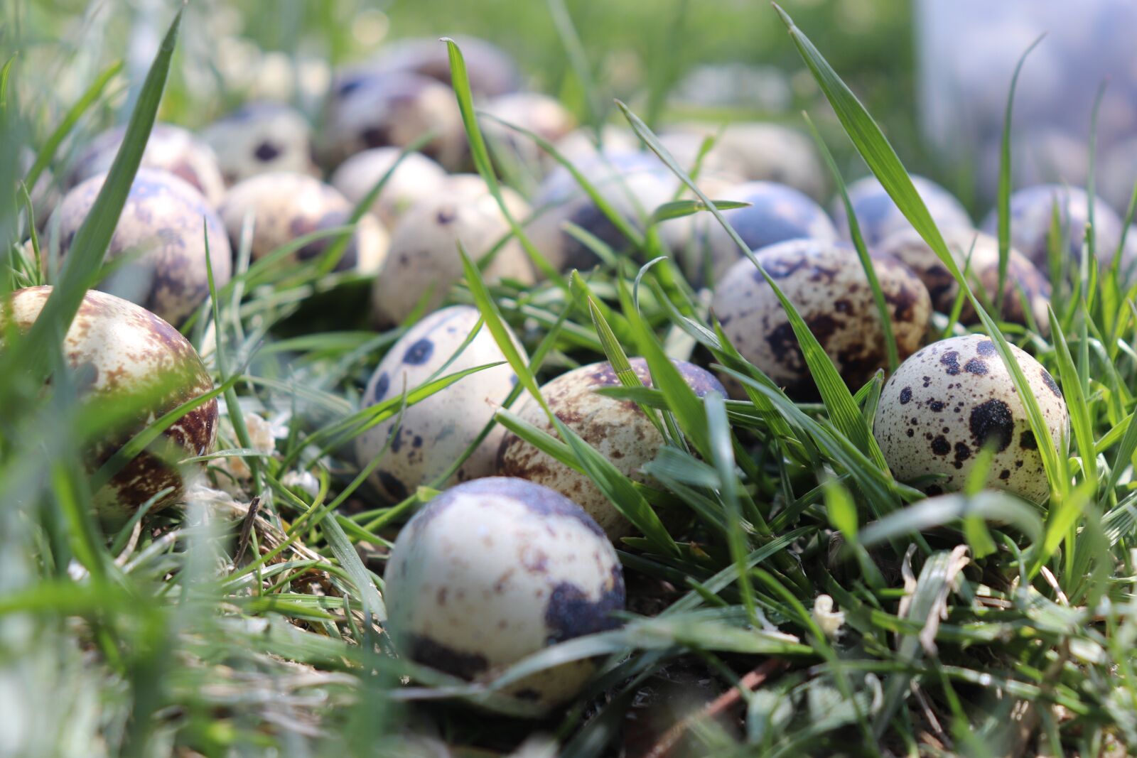 Canon EOS 200D (EOS Rebel SL2 / EOS Kiss X9) sample photo. Quail, egg, quail eggs photography