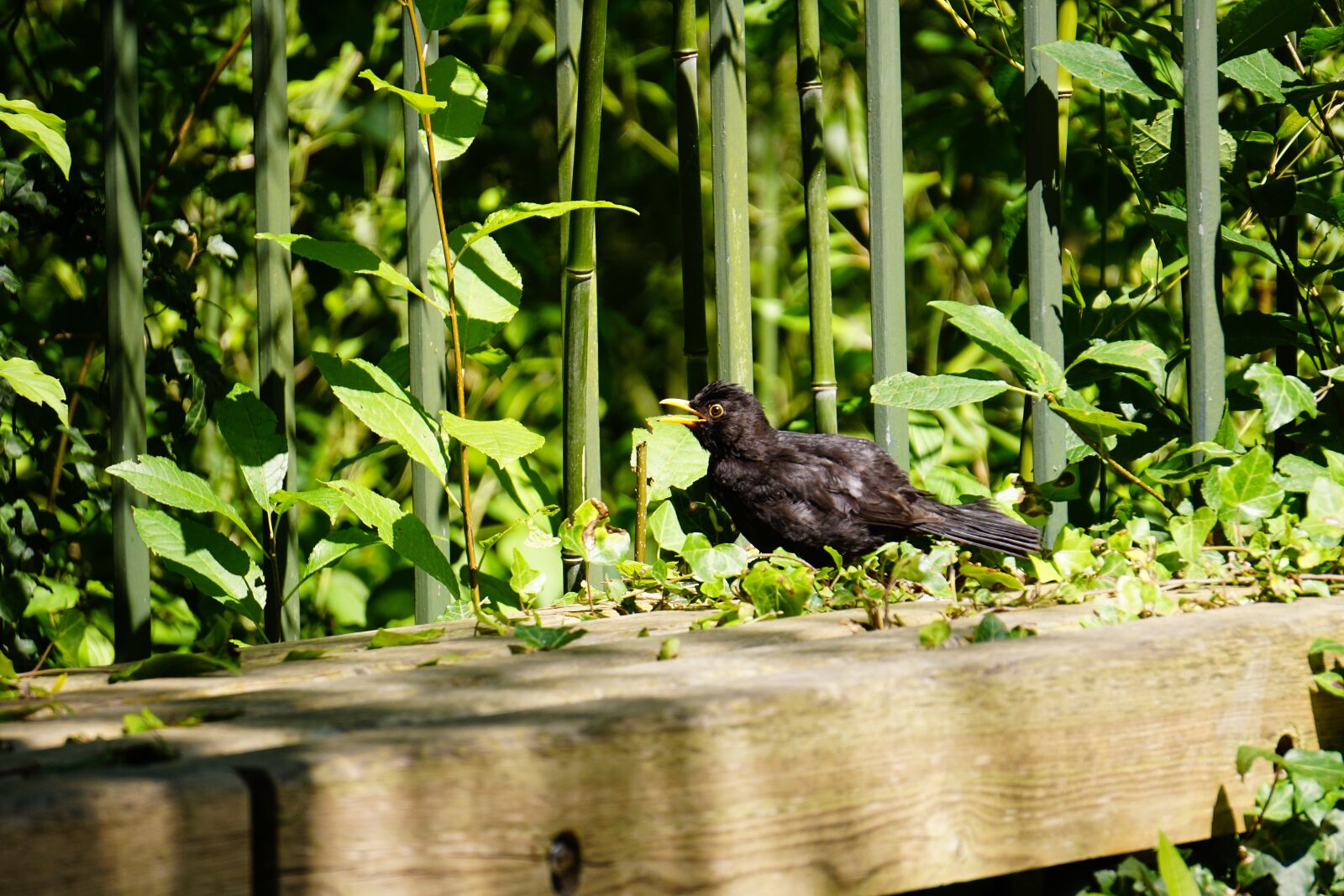 Sony E 55-210mm F4.5-6.3 OSS sample photo. Blackbird, tree, branch photography