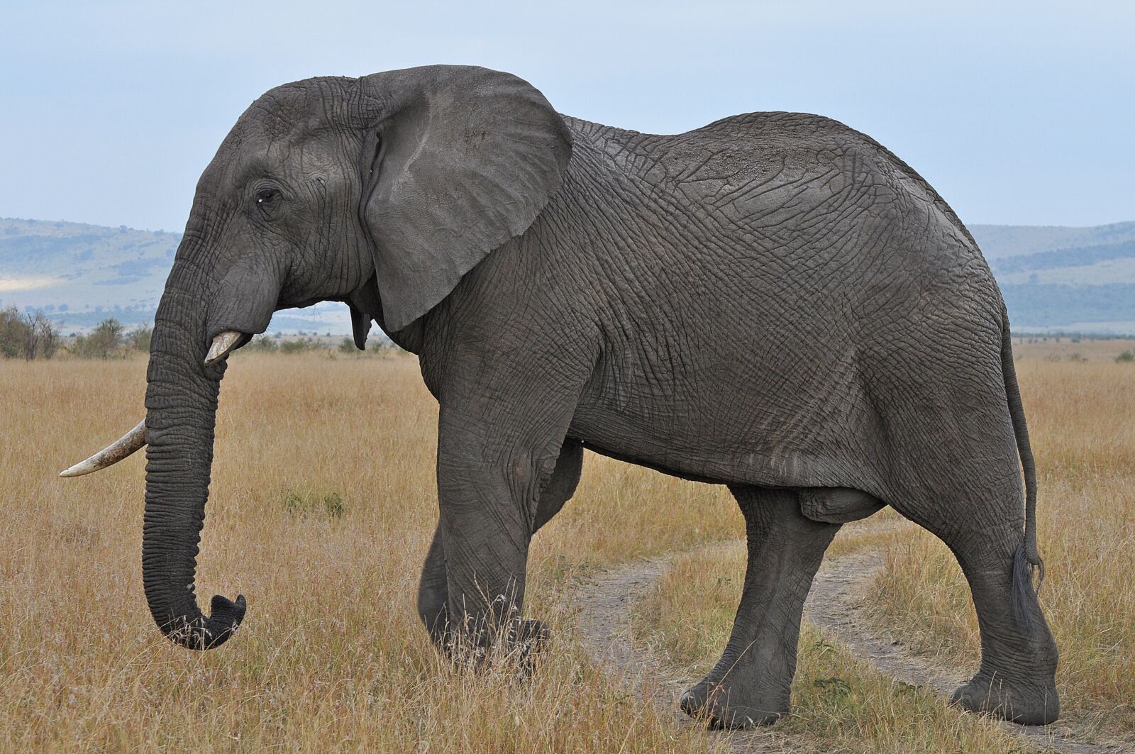 Nikon D5000 sample photo. Elephant, safari, kenya photography