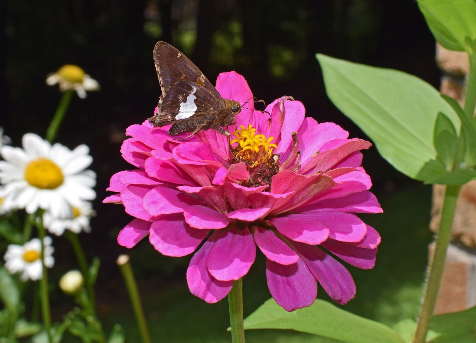 Nikon D3300 sample photo. Silver-spotted skipper on zinnia photography