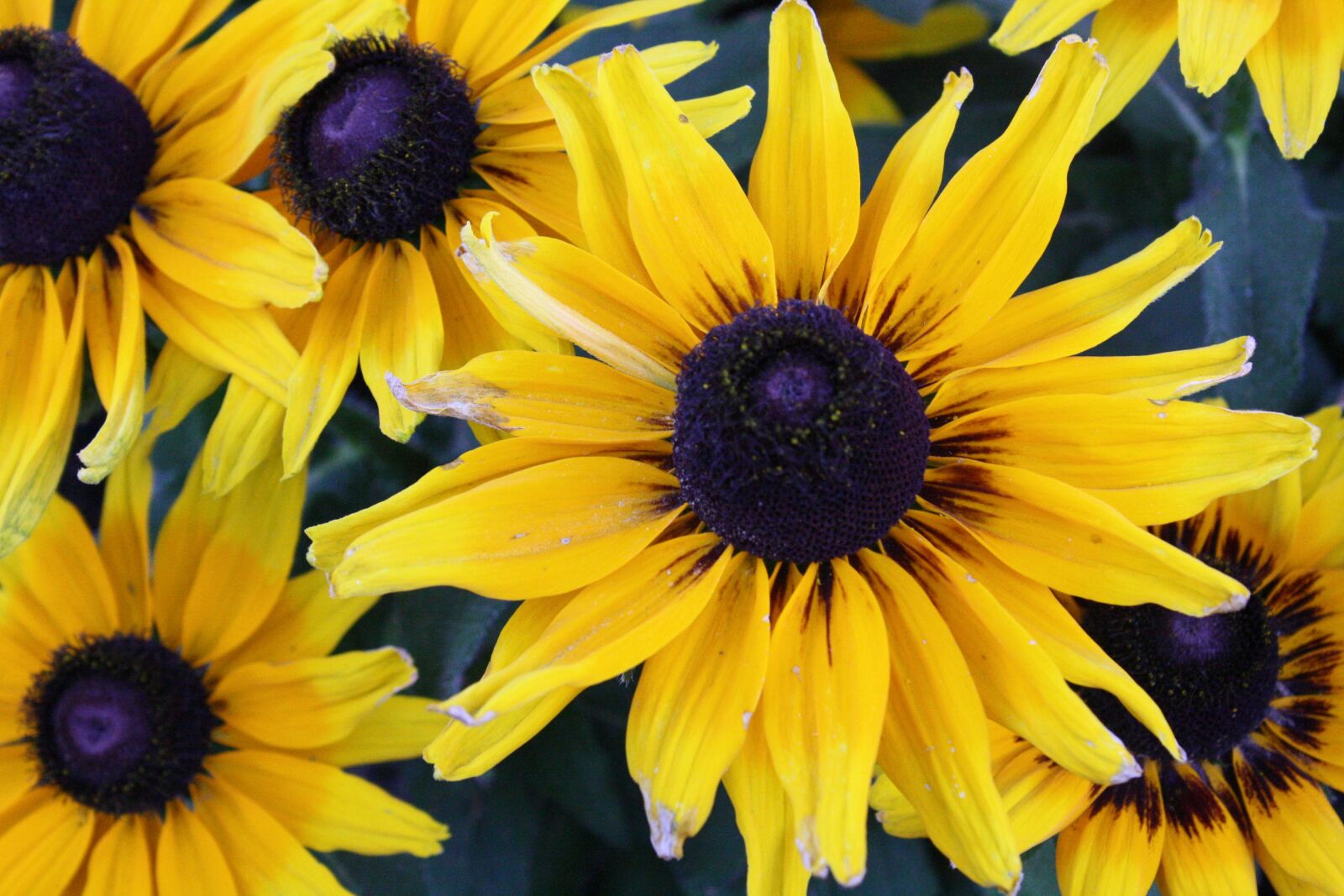 Canon EOS 1000D (EOS Digital Rebel XS / EOS Kiss F) sample photo. Flowers, yellow, plant photography