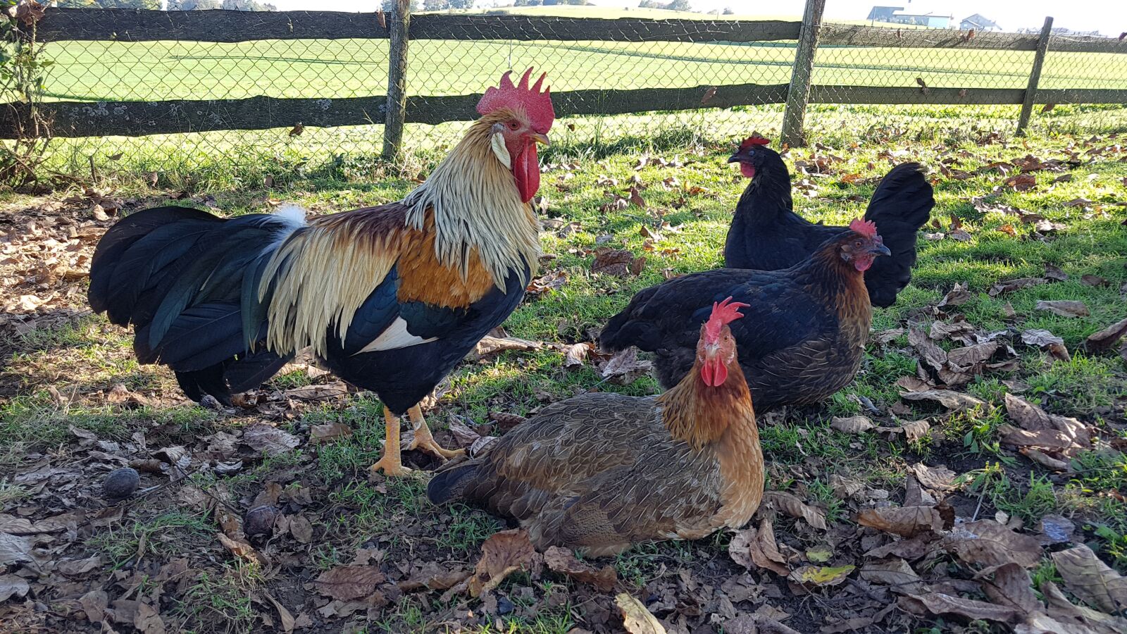Samsung Galaxy S7 sample photo. Chicken, chickens, hahn photography