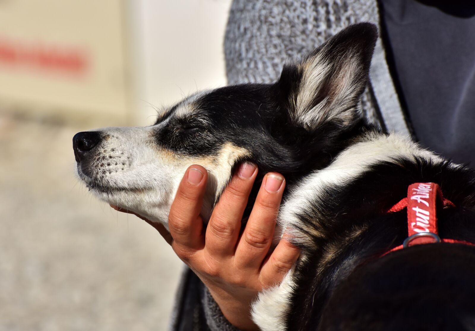 Nikon D7200 sample photo. Hybrid, mixed breed dog photography