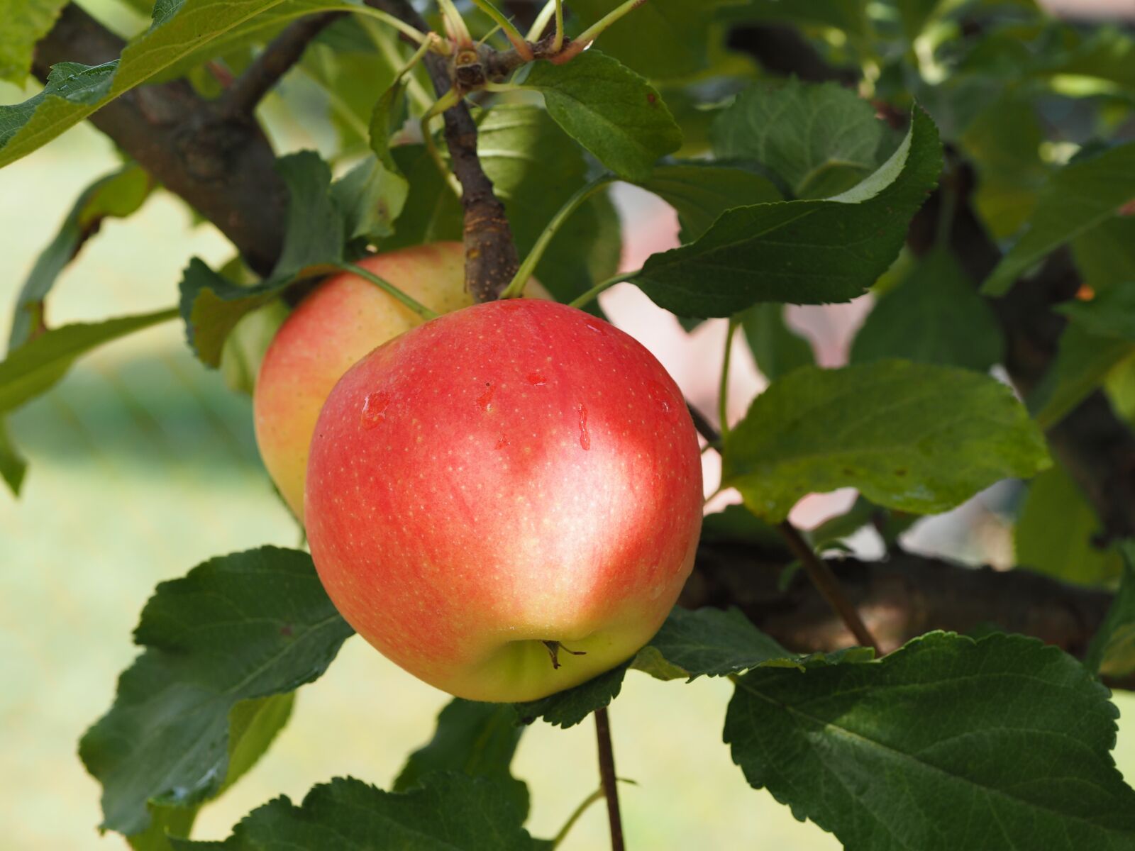 Olympus PEN E-PL7 sample photo. Apple, bio, harvest photography