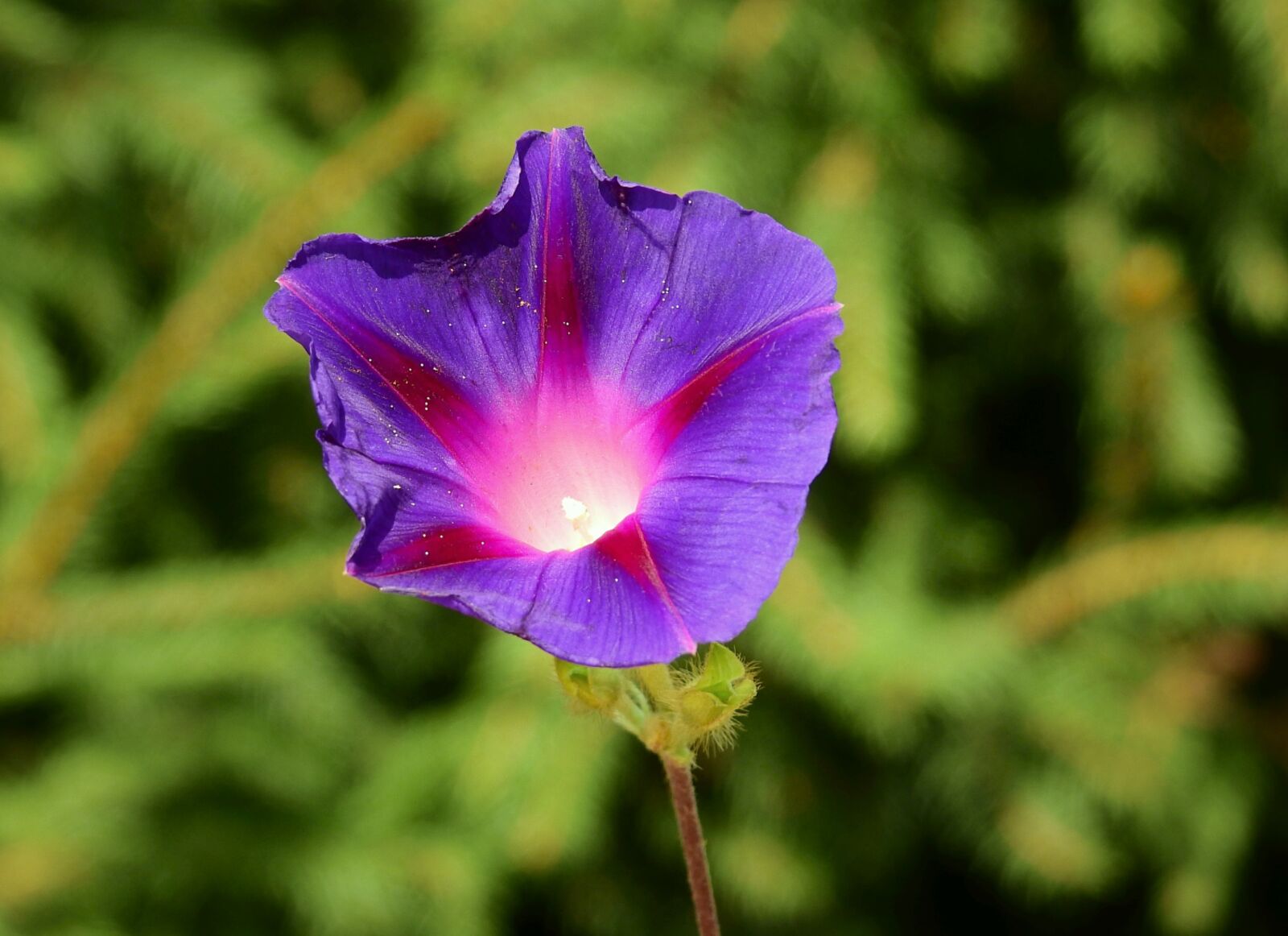 Nikon Coolpix P900 sample photo. Flower, nature, beauty photography