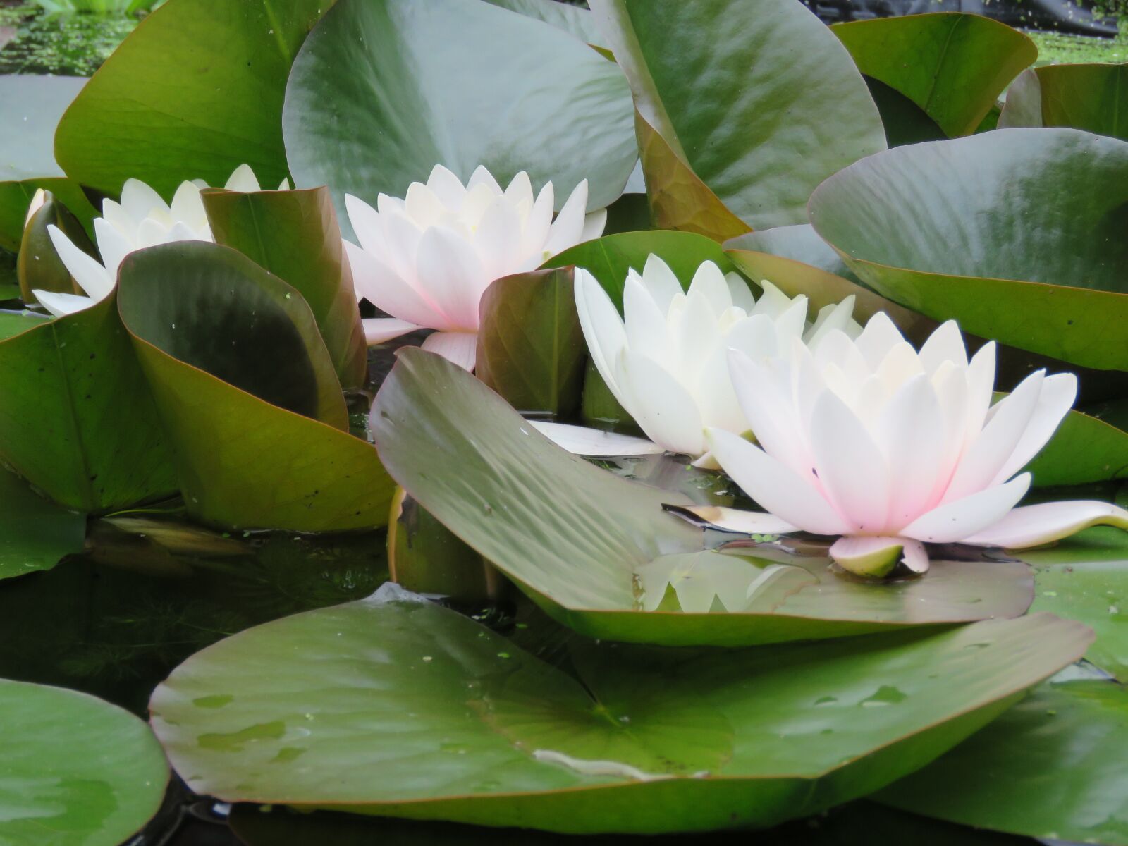 Canon PowerShot SX60 HS sample photo. Water lily, pond, leaves photography