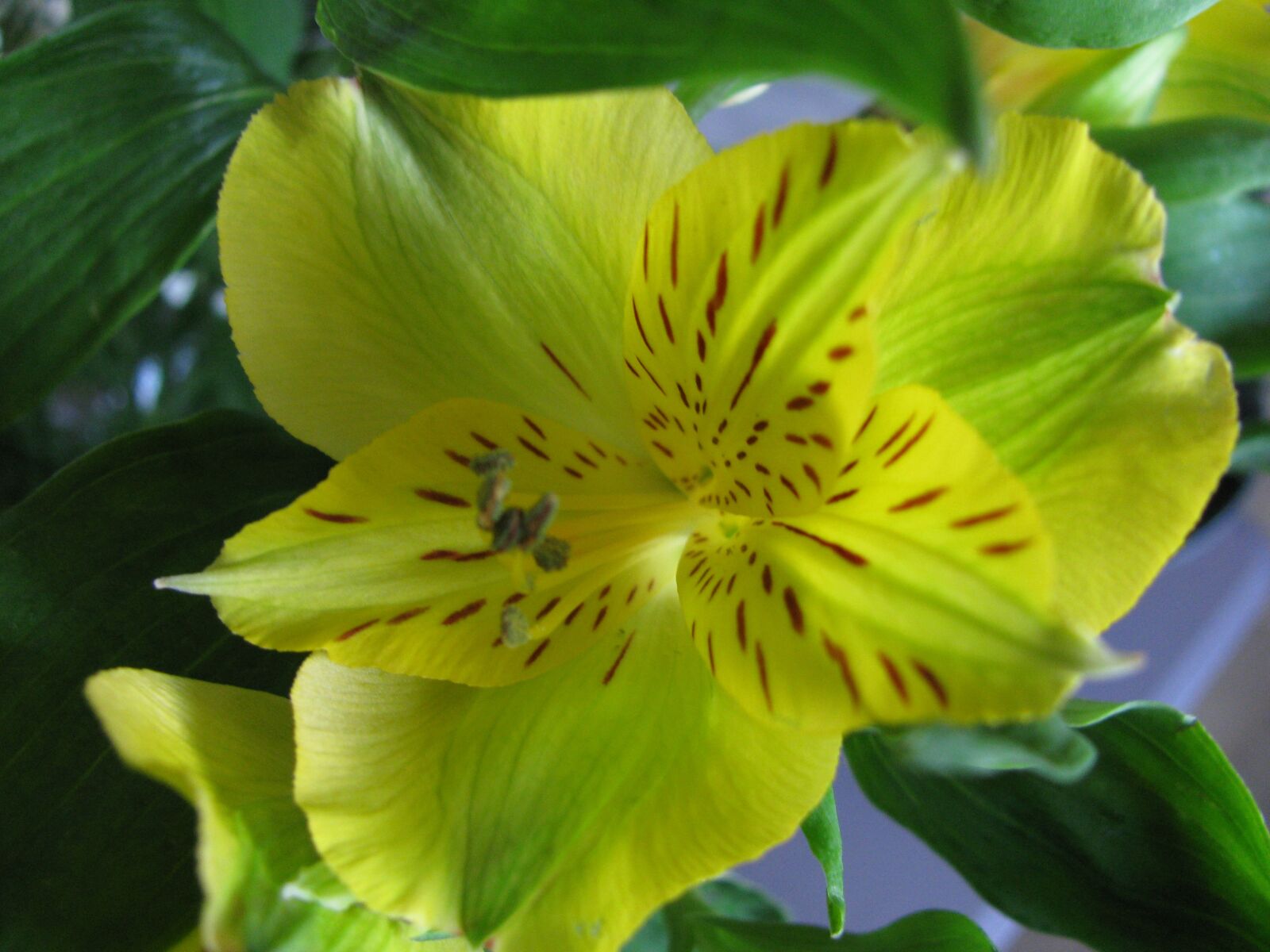 Canon PowerShot SX110 IS sample photo. Flower, iris, yellow photography