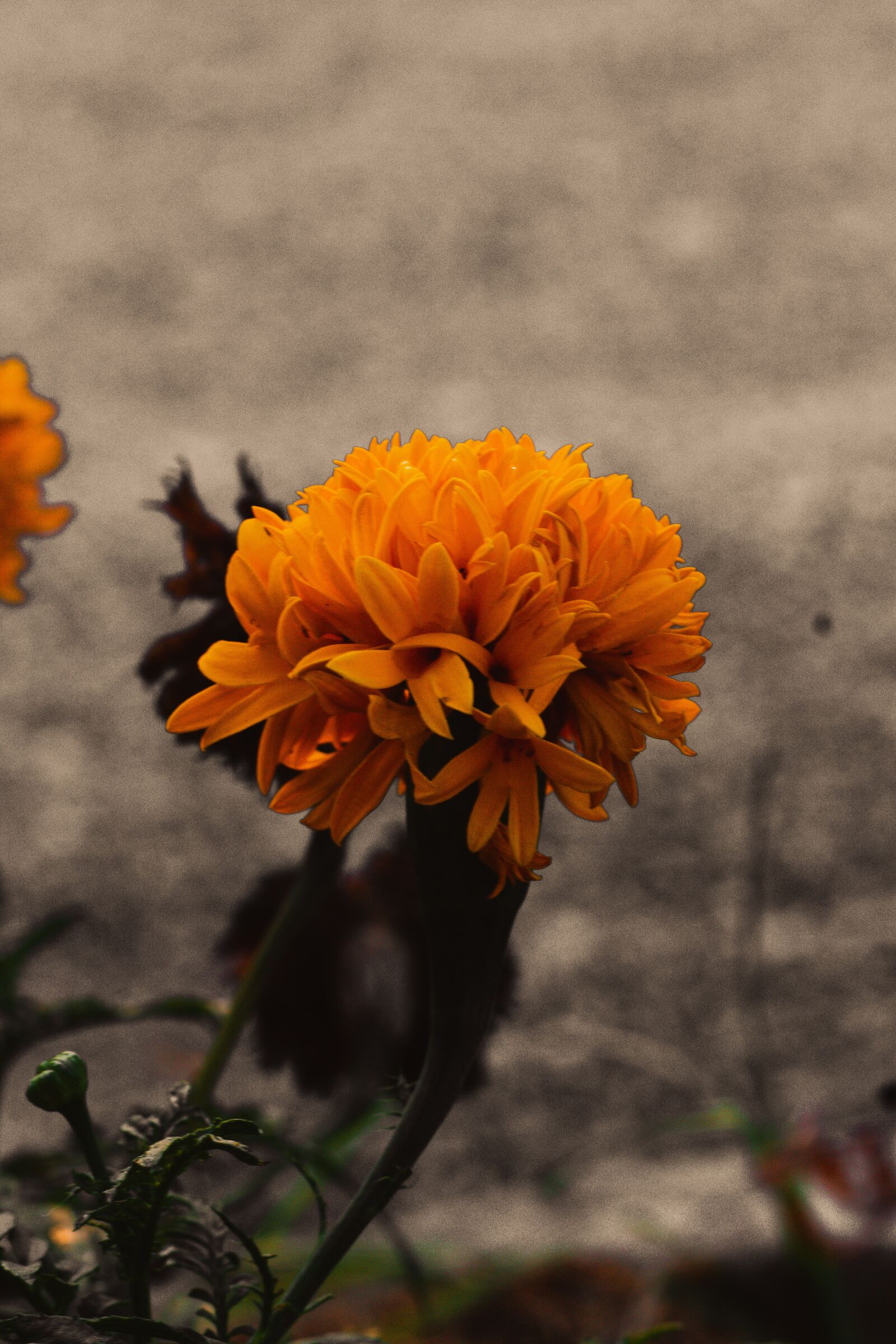 Canon EOS 700D (EOS Rebel T5i / EOS Kiss X7i) + Canon EF 50mm F1.8 STM sample photo. Marigold, flowers, marigold flower photography