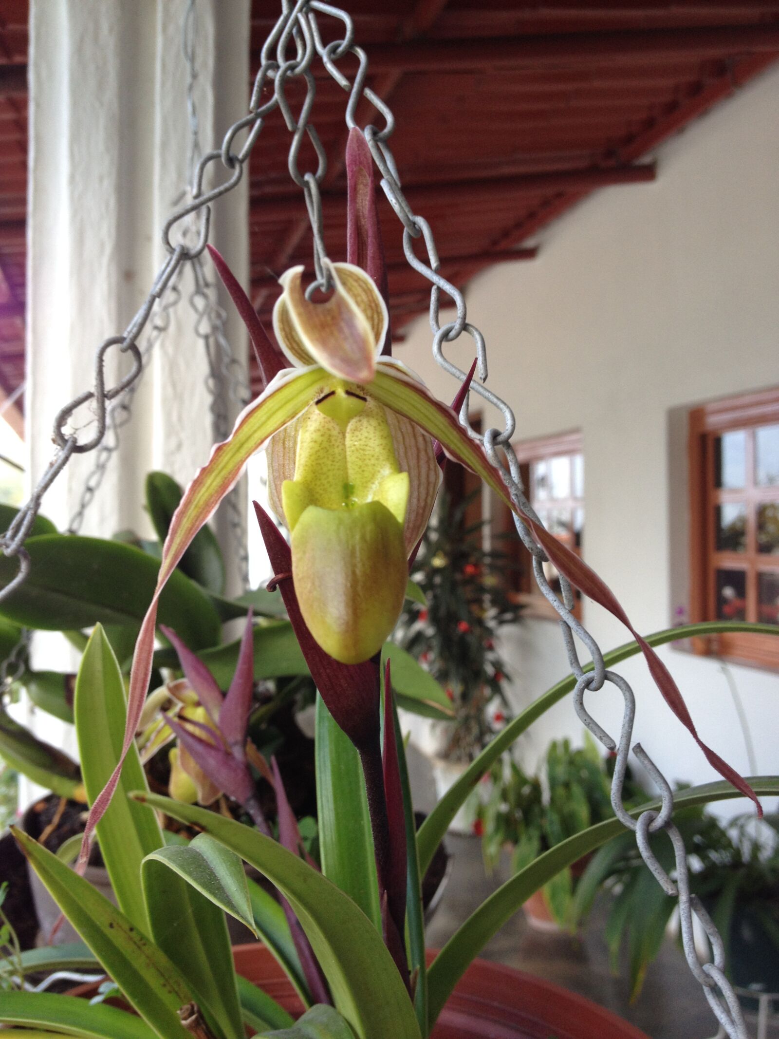 iPhone 4S back camera 4.28mm f/2.4 sample photo. Orchid, exotic, tropical photography
