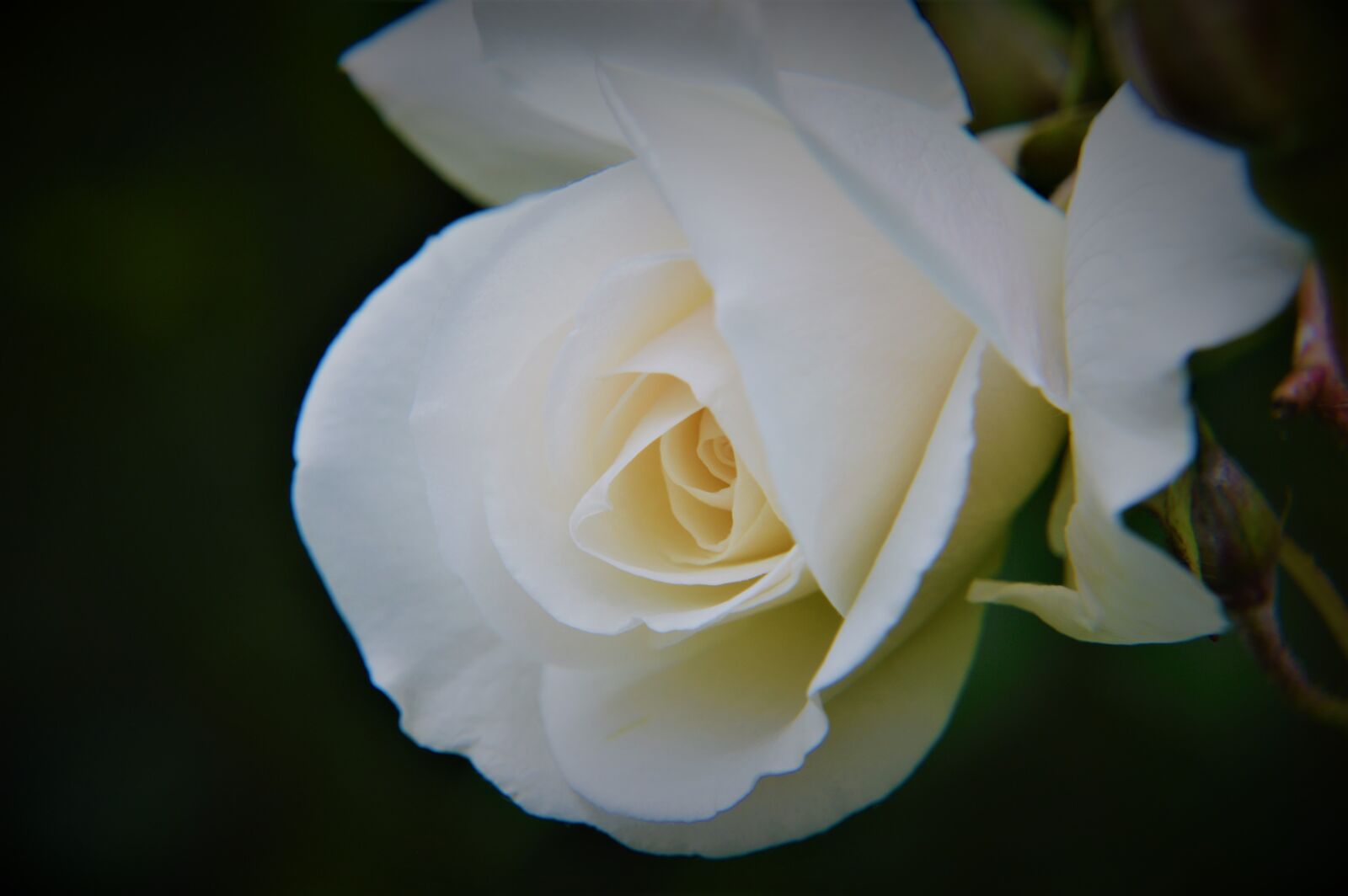 Nikon D3200 sample photo. Roses floribunda, flower, pink photography