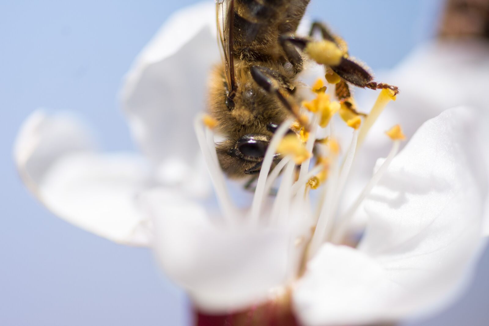 Nikon D7200 sample photo. Nature, insect, flower photography