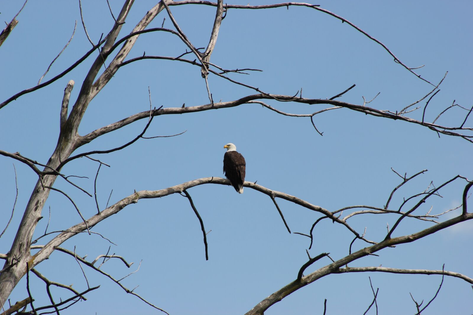 Canon EOS 550D (EOS Rebel T2i / EOS Kiss X4) sample photo. Eagle, bird, bald eagle photography