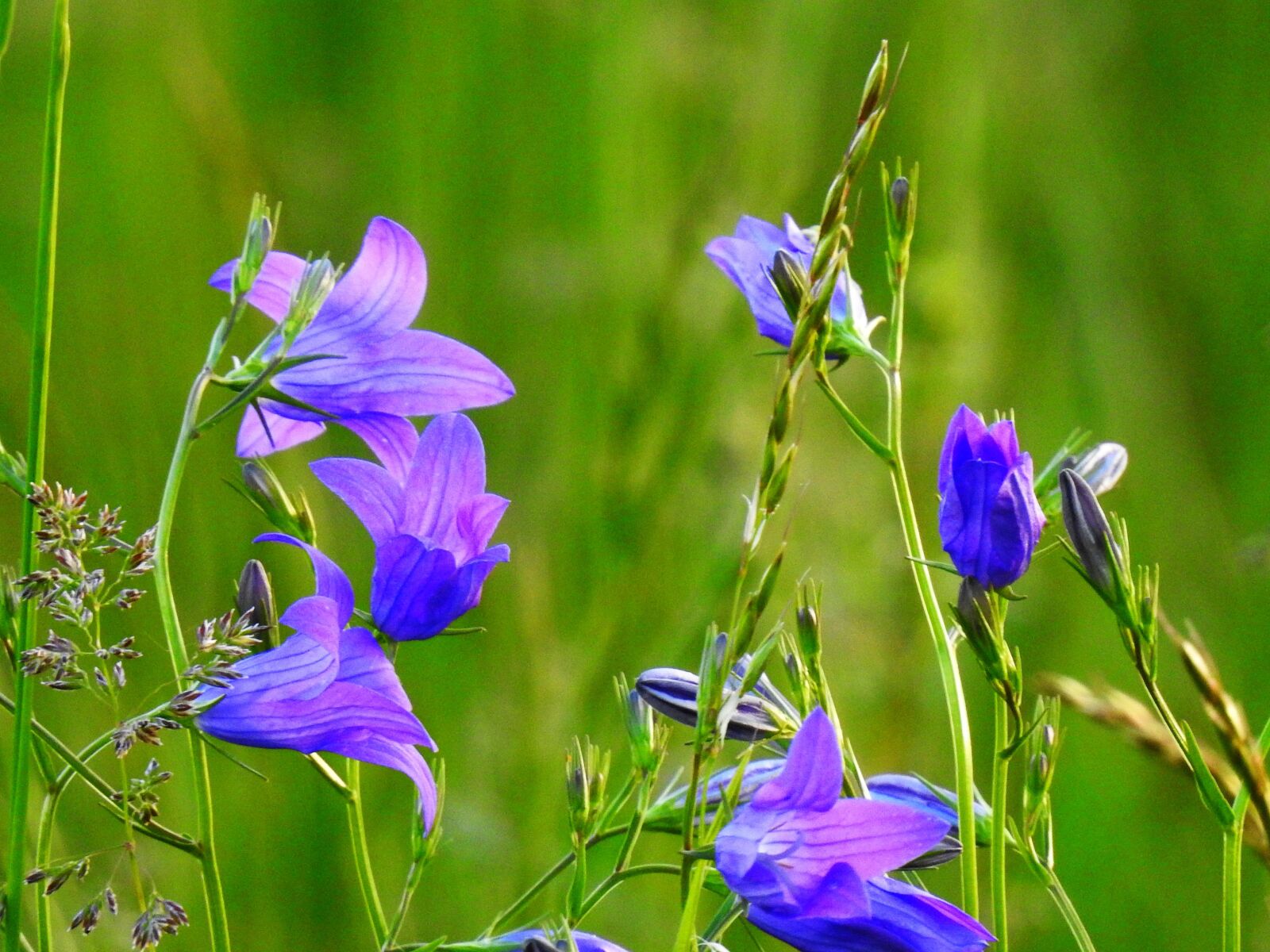 Nikon Coolpix P900 sample photo. Flowers, ringtones, nature photography