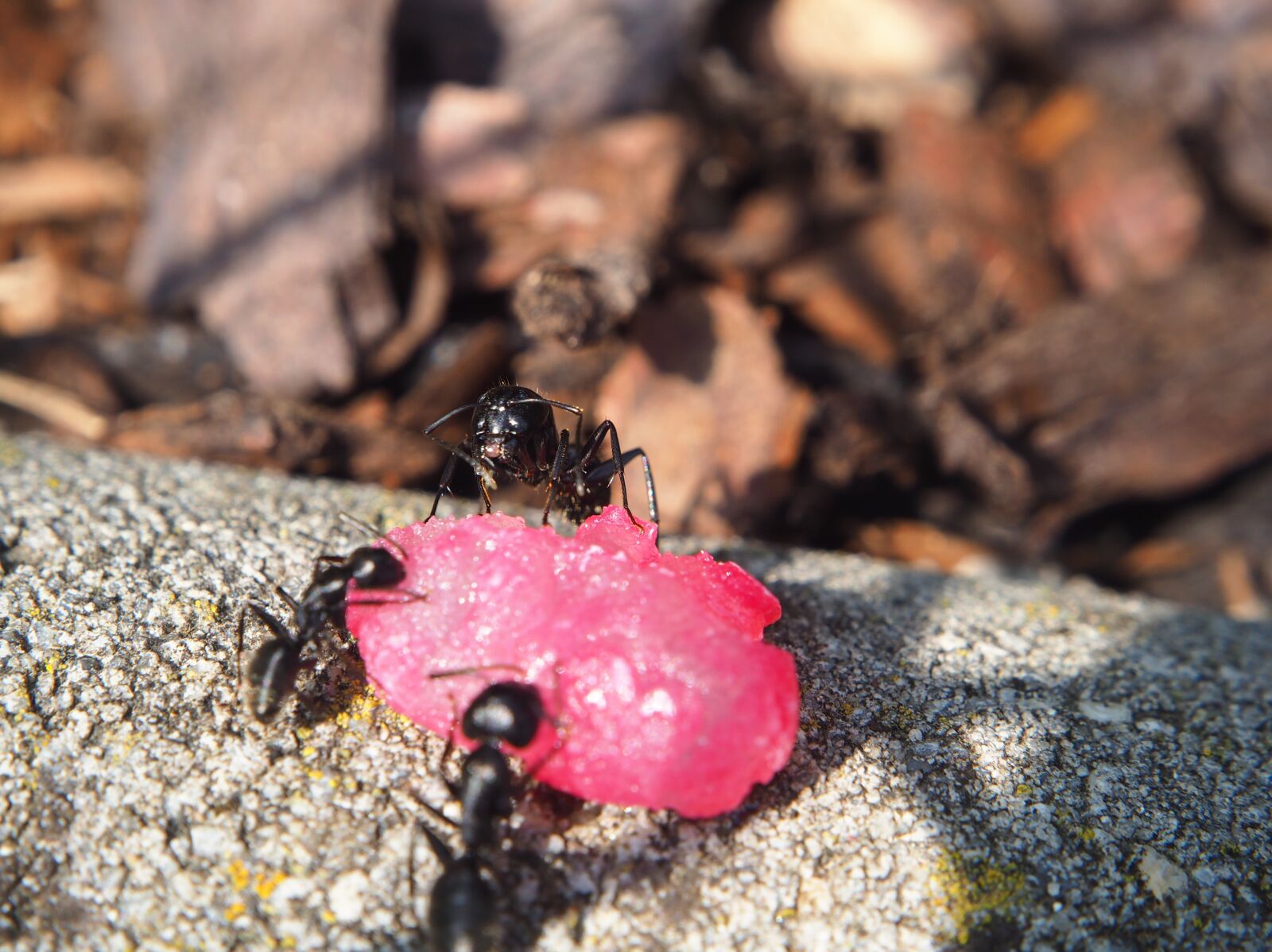 Olympus OM-D E-M10 sample photo. Ant, ants, insect photography