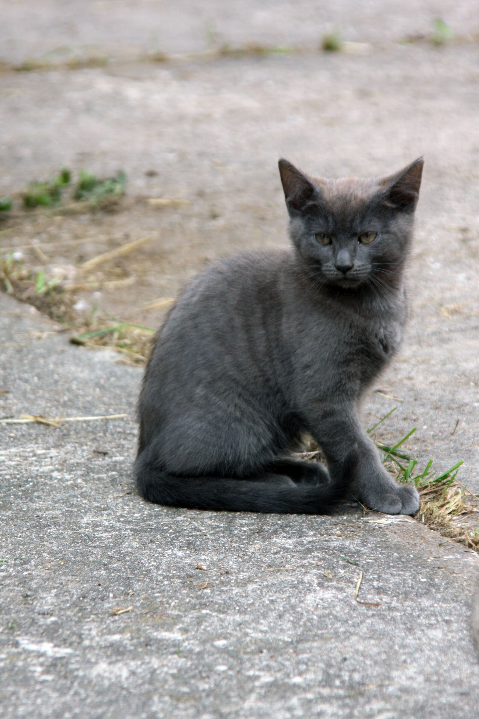 Canon EOS 40D sample photo. Animal, mammal, cat photography