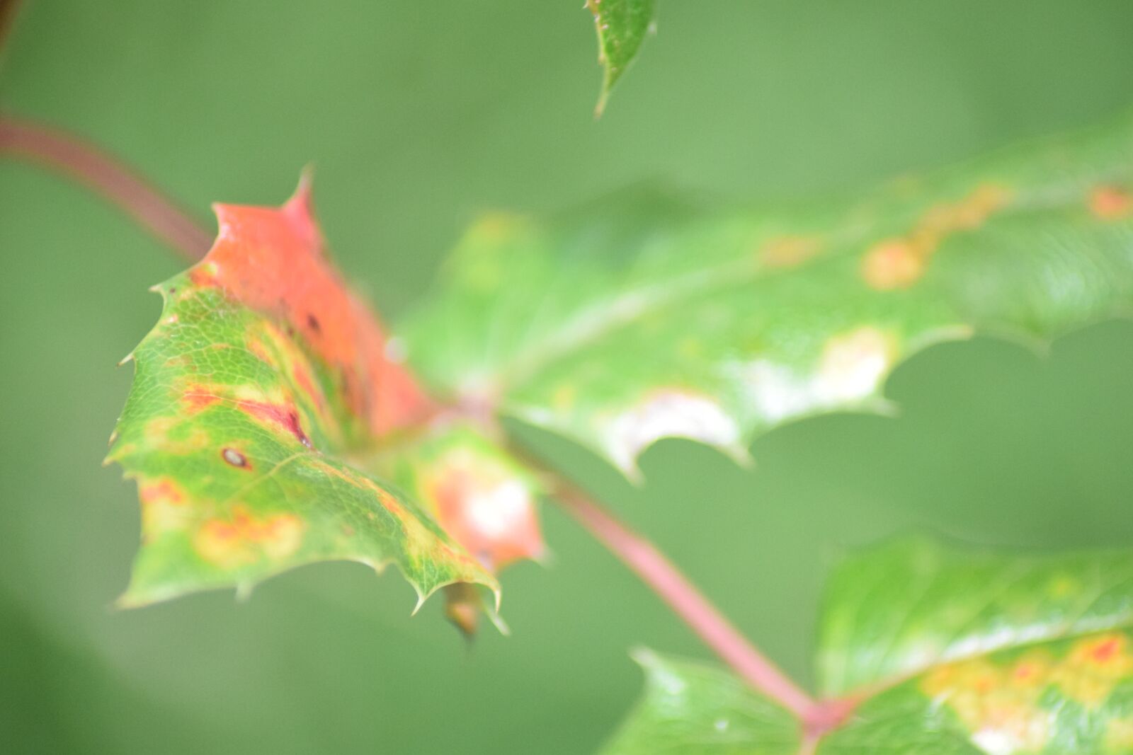 Nikon D3300 sample photo. Leaves, tiefensch rfe, close photography