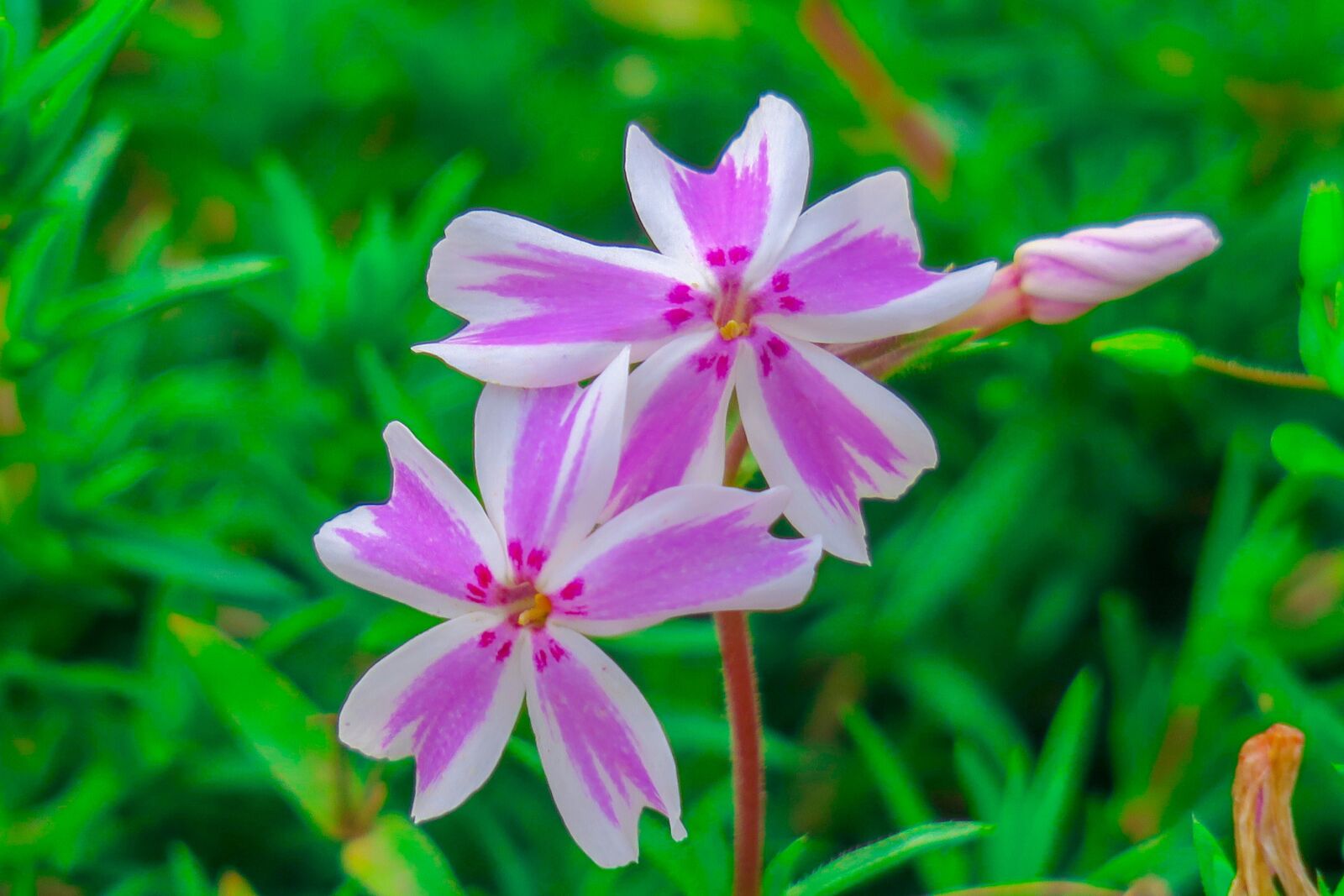 Canon PowerShot G3 X sample photo. Flower, xie, hua xie photography