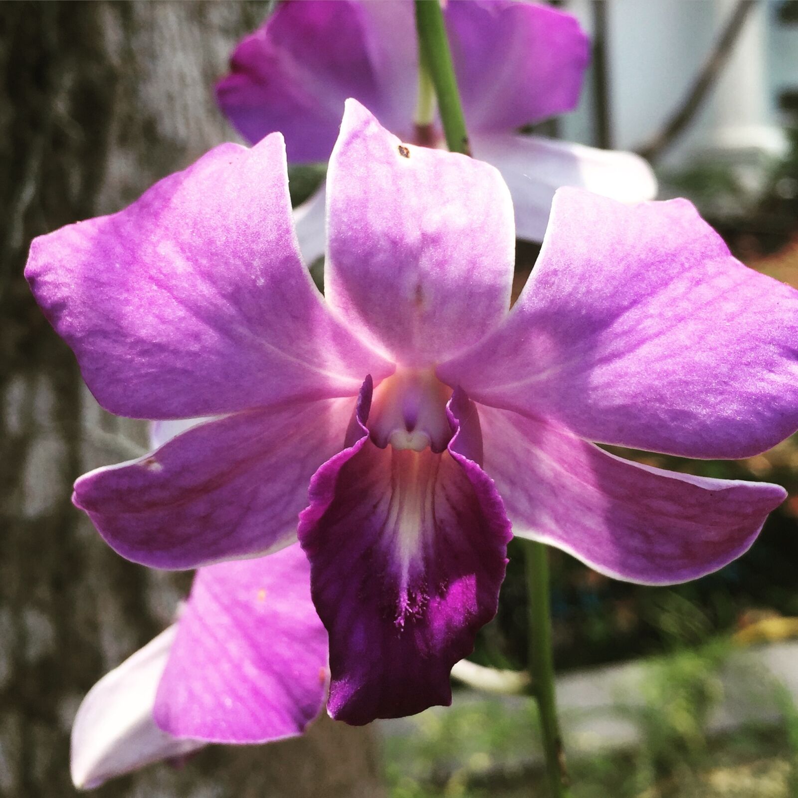 Apple iPhone 6 sample photo. Orchid, flower, purple flower photography