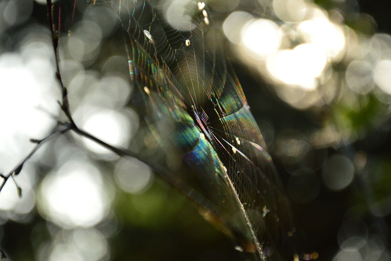 Nikon D3200 sample photo. Cobweb, the rays, sun photography