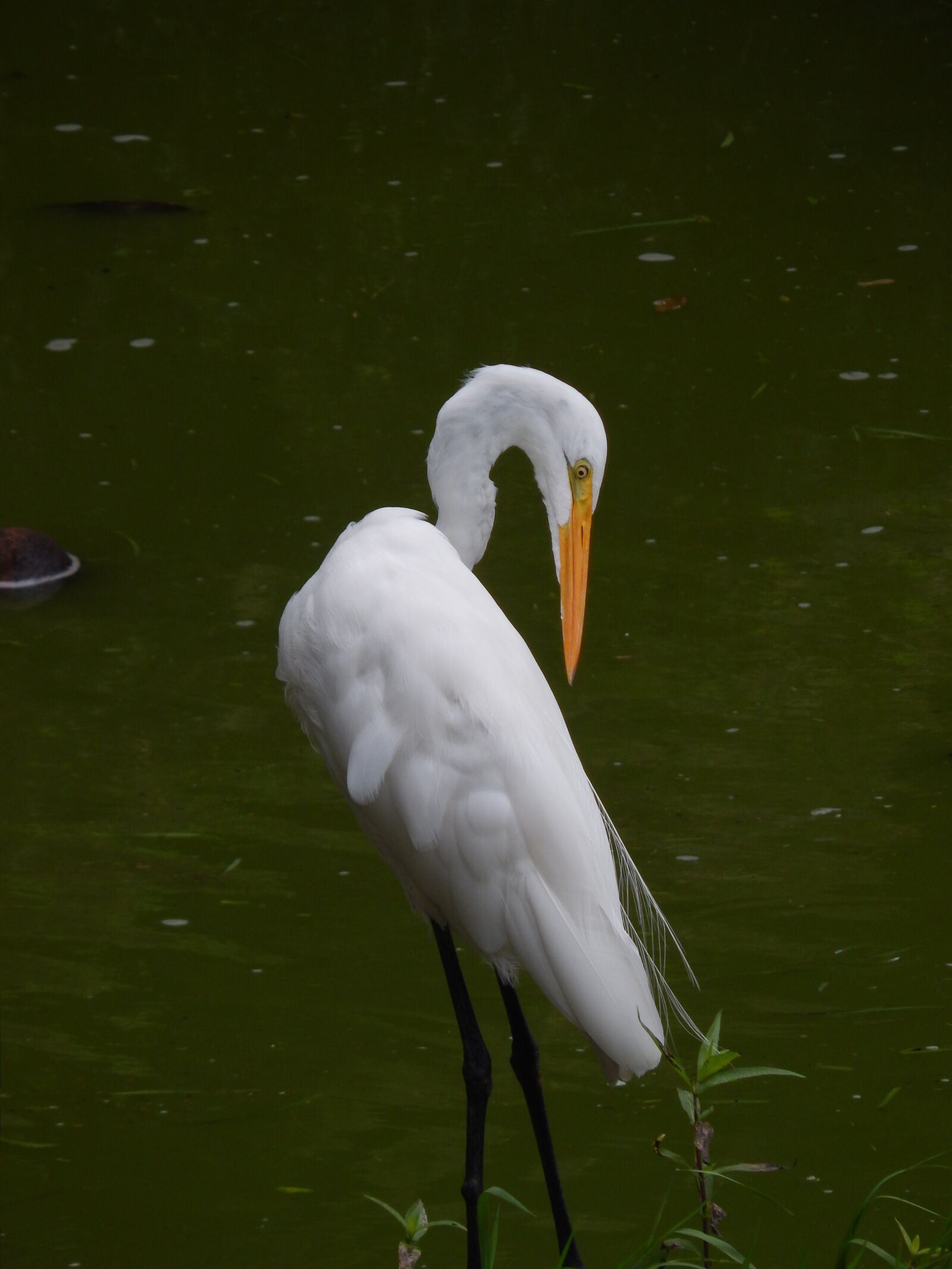 Nikon Coolpix L820 sample photo. Great egret, posing, in photography
