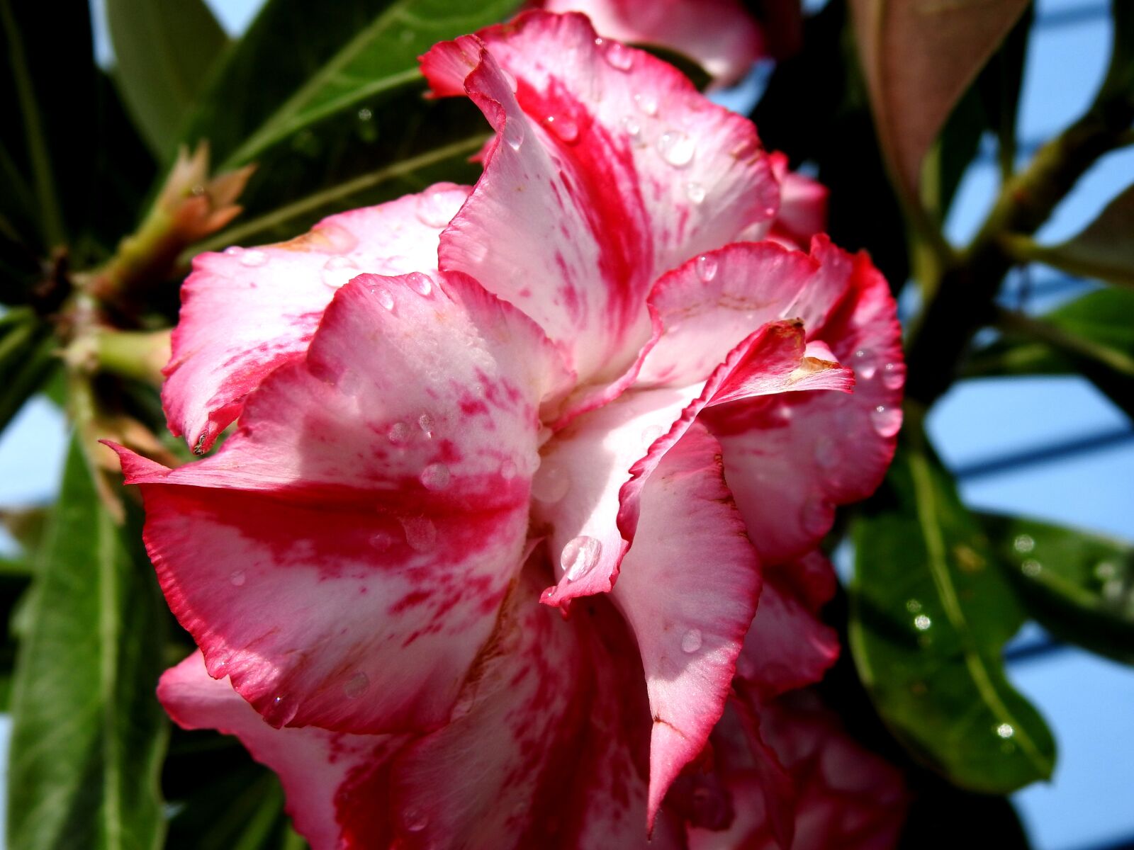 Nikon Coolpix P900 sample photo. Flower, pink and white photography