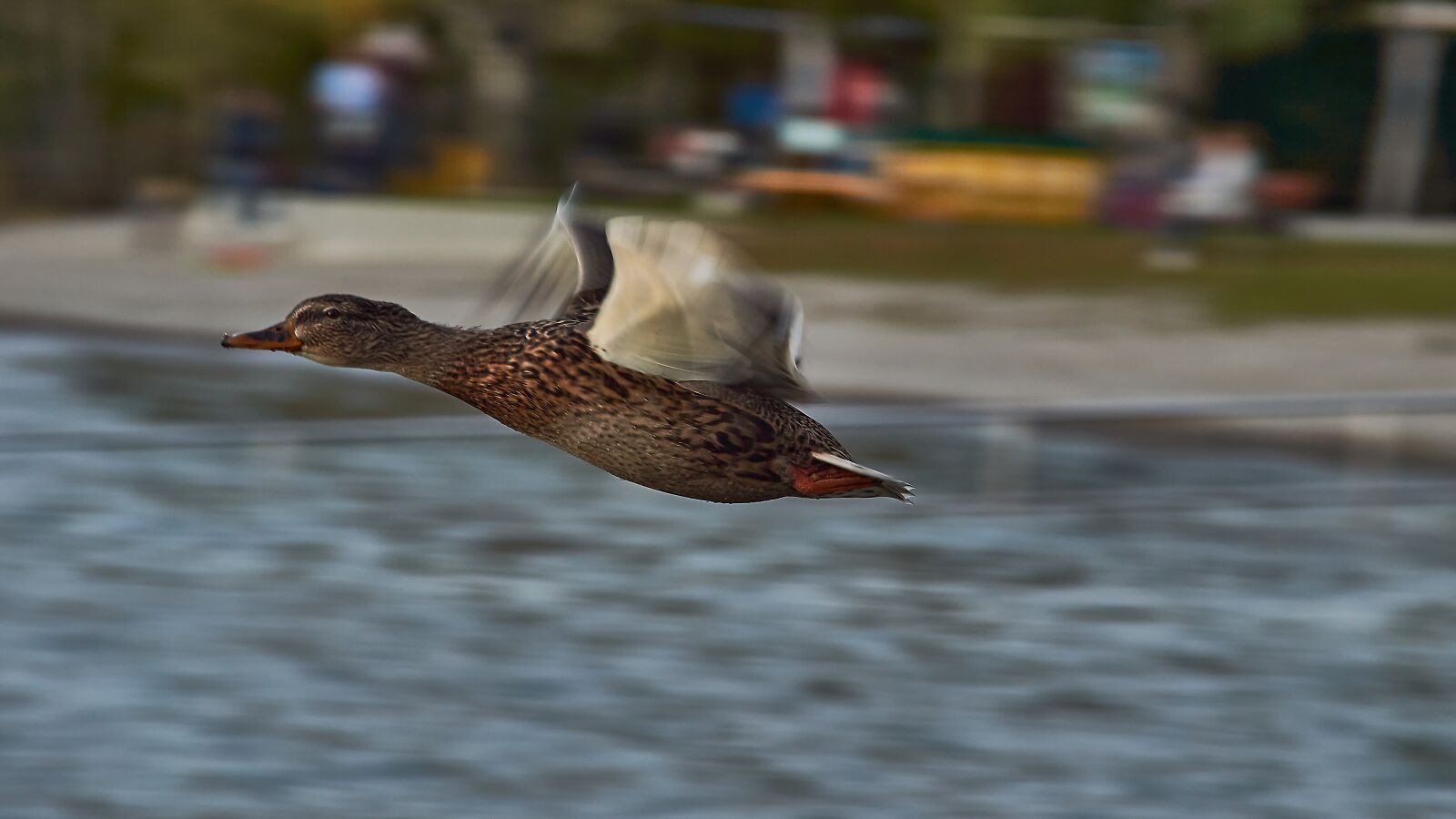 Nikon D3200 sample photo. Duck, water bird, low photography