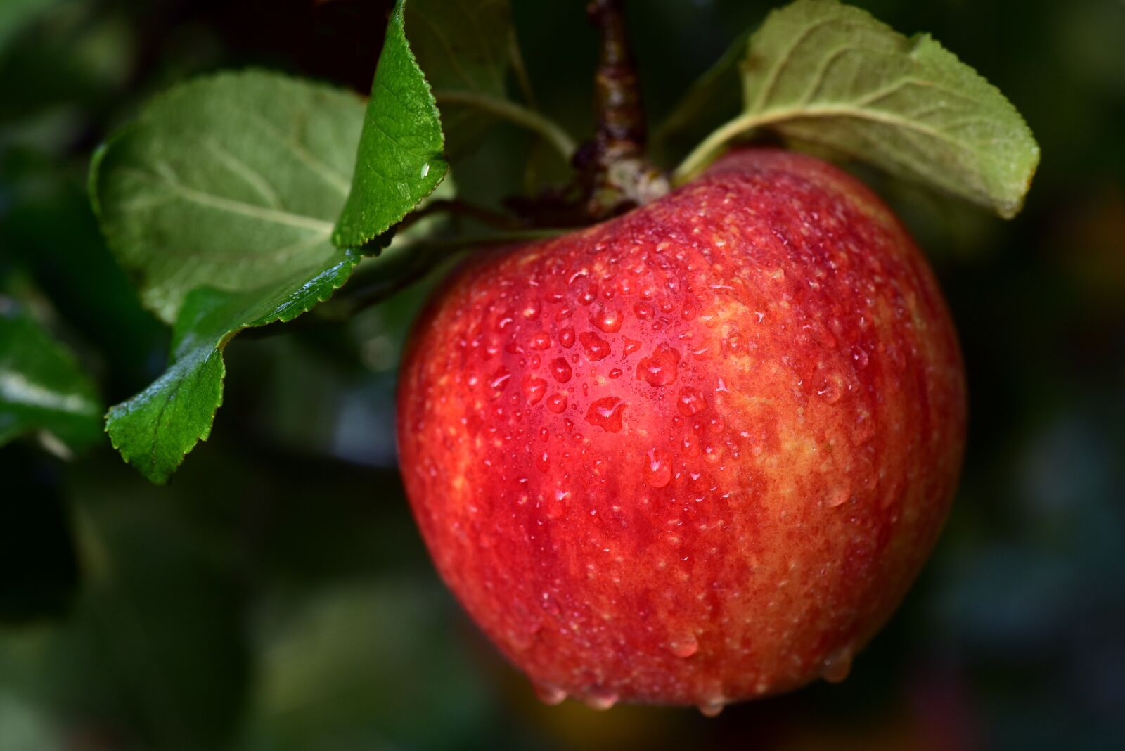 Nikon D750 sample photo. Apple, apple tree, fruit photography