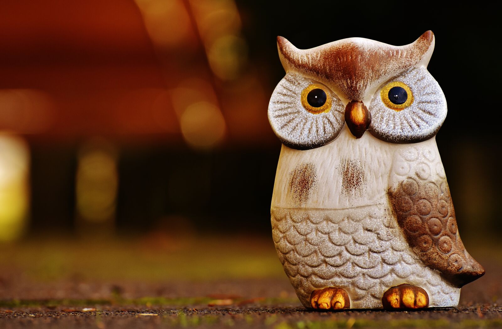 Nikon D7200 sample photo. Owl, bird, funny photography