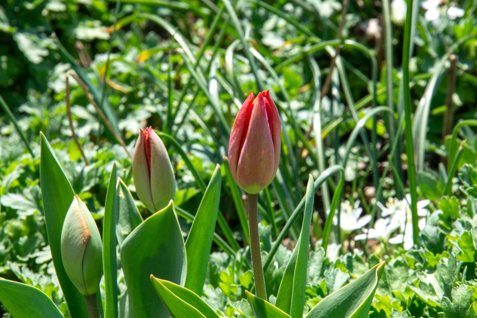 Nikon D3300 sample photo. Flower, garden, spring photography