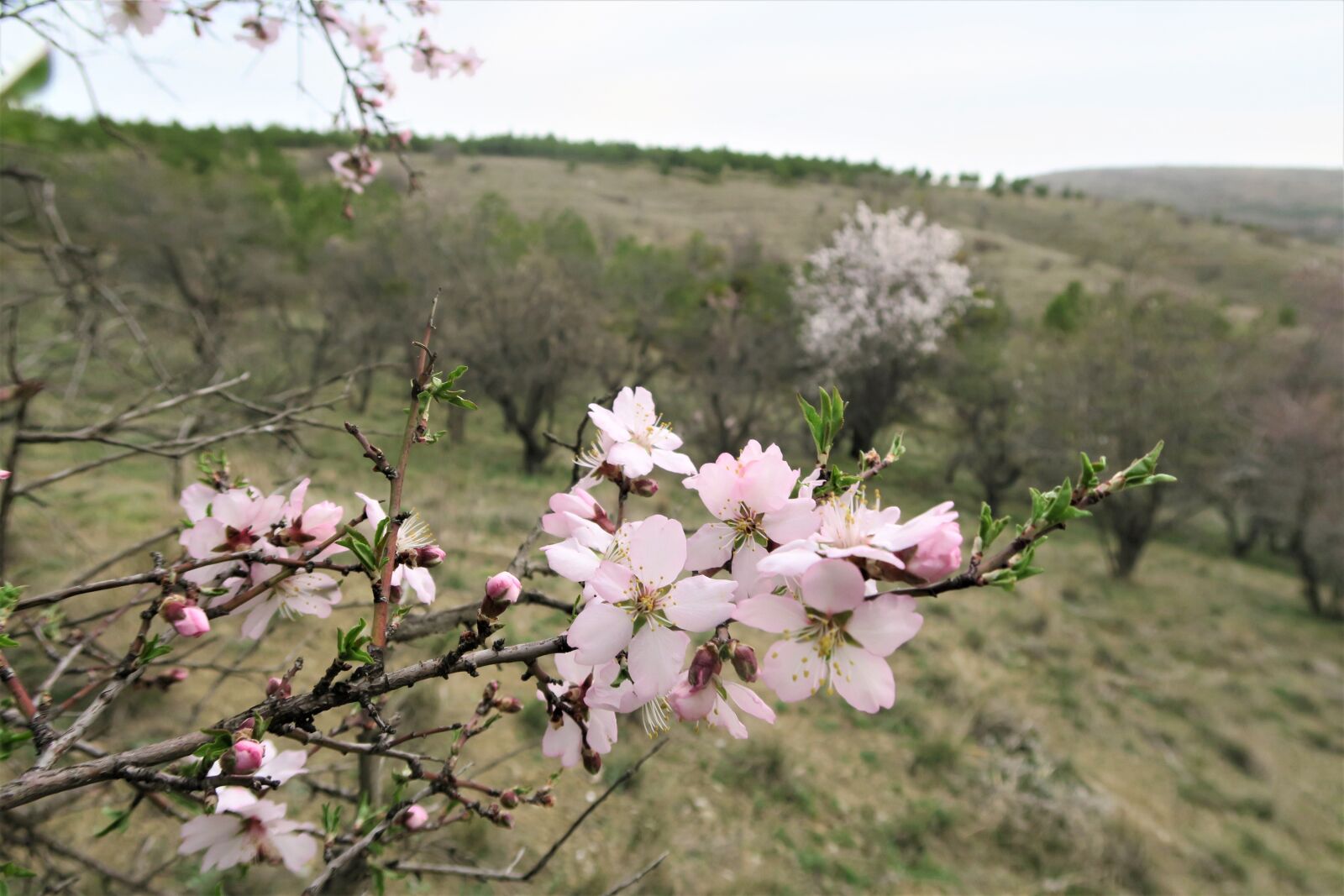 Canon PowerShot G7 X sample photo. Almond tree, flower, tree photography