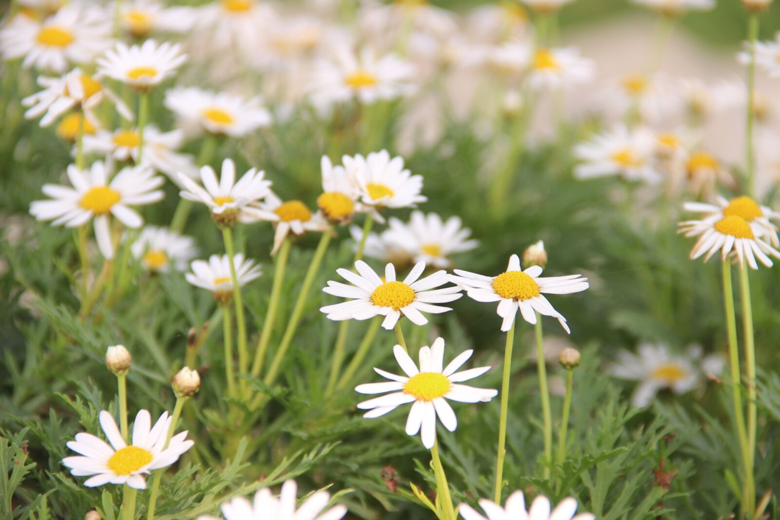 Canon EOS 600D (Rebel EOS T3i / EOS Kiss X5) sample photo. Asteraceae, flower, flowers photography