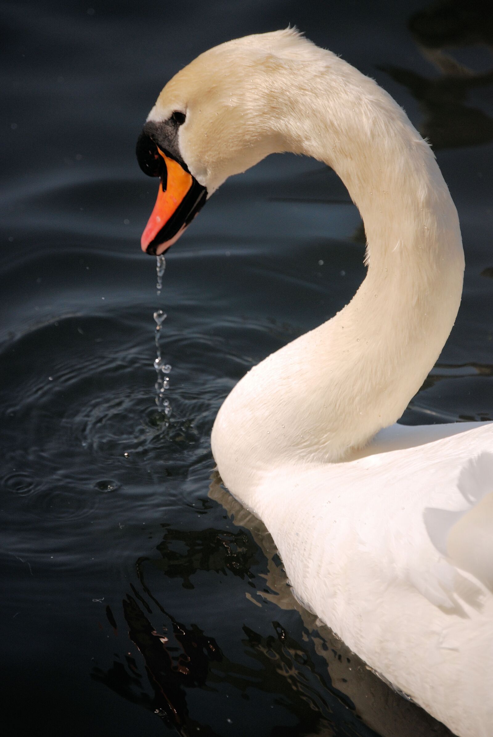 Nikon D80 sample photo. Swan, waterfowl, water photography